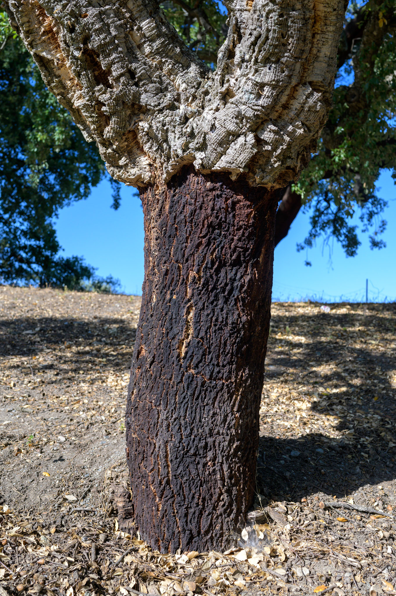 A harvested cork tree. Cork oaks are harvested once every nine years.