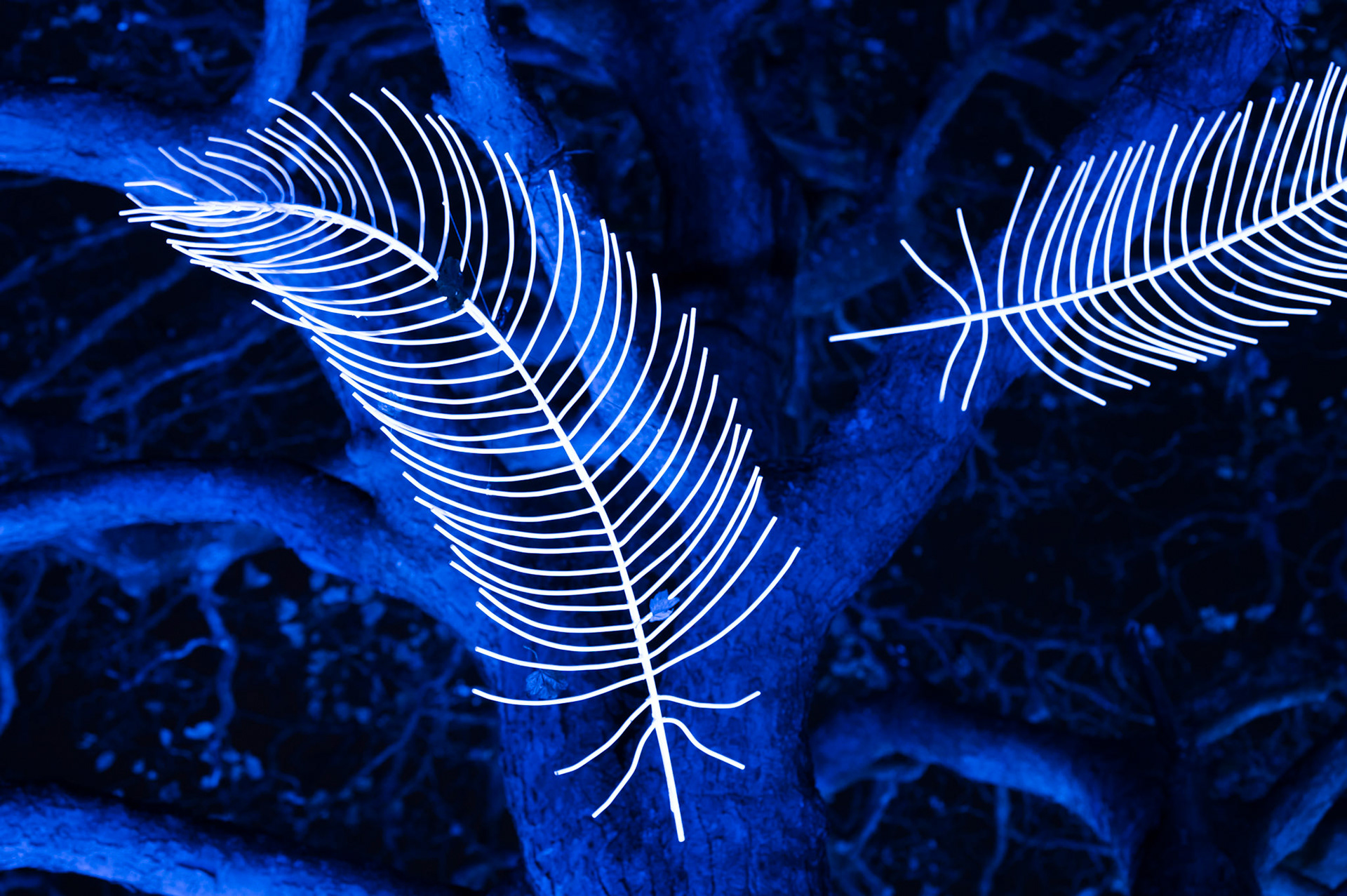 Edinburgh Botanical Gardens Lights