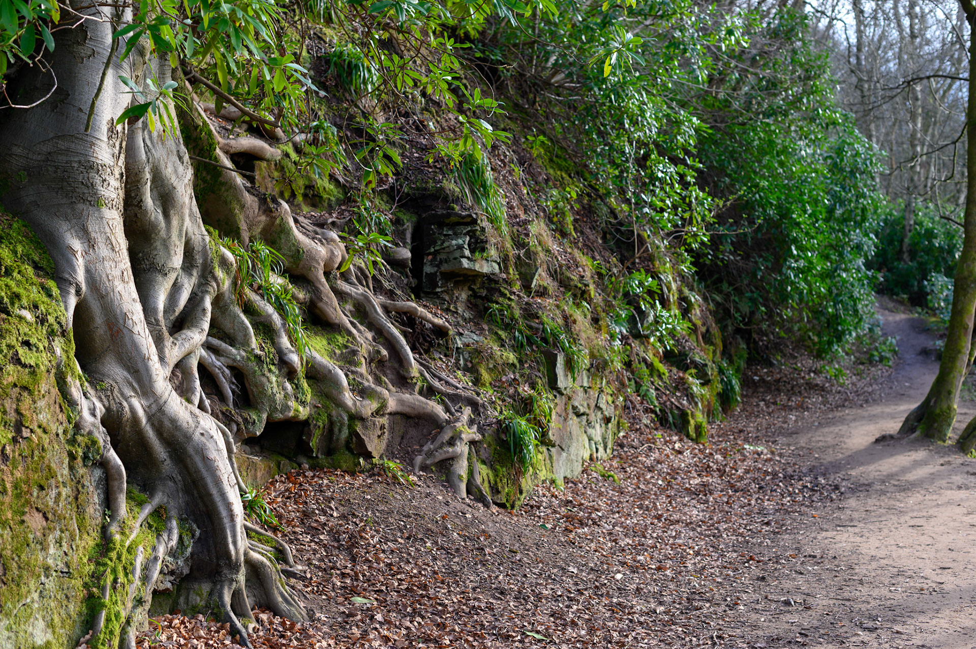 Walking along the river Clyde and I saw these roots. The humid air albeit cooler put me in the mind of tropical trees.