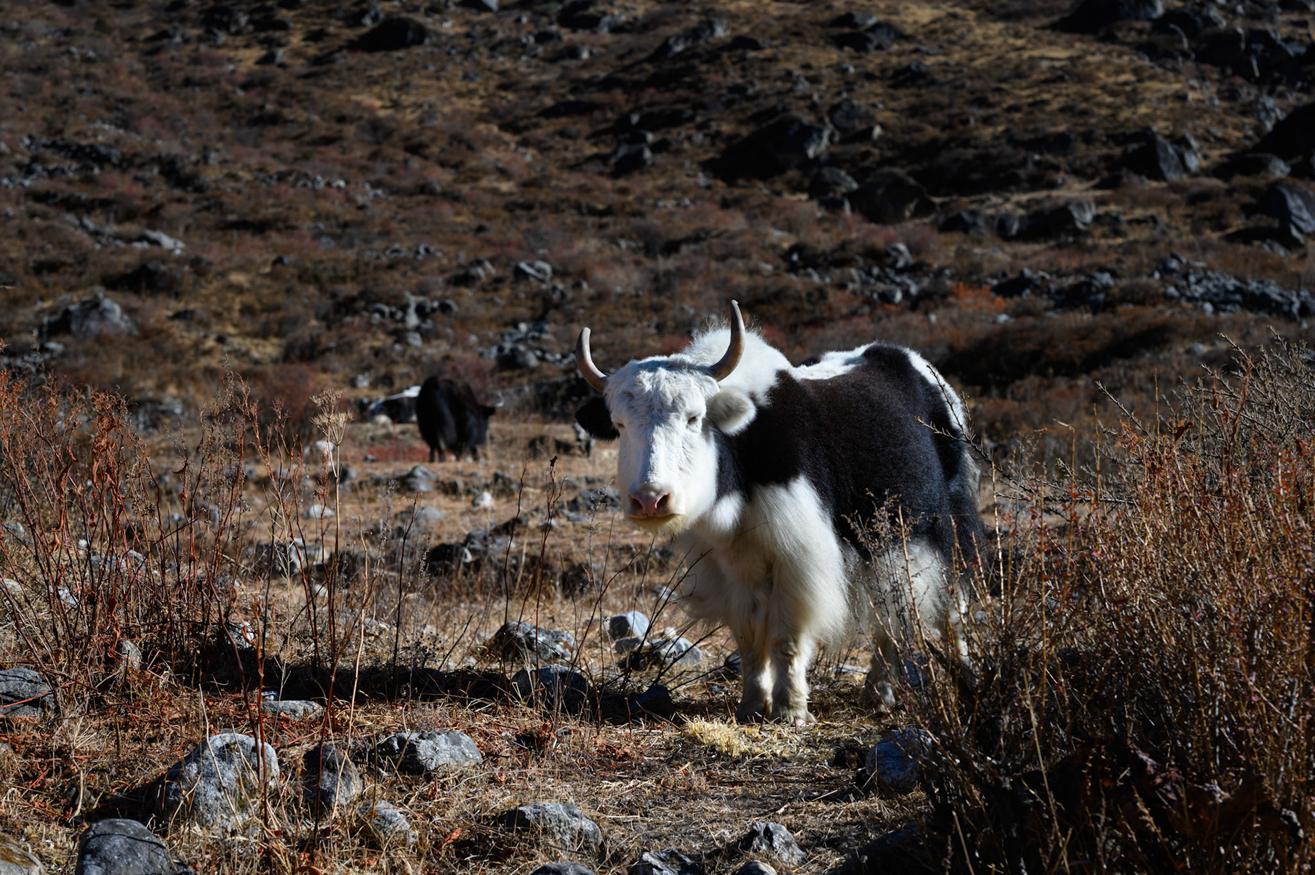 Another yak/nak or dzo/dzomo.