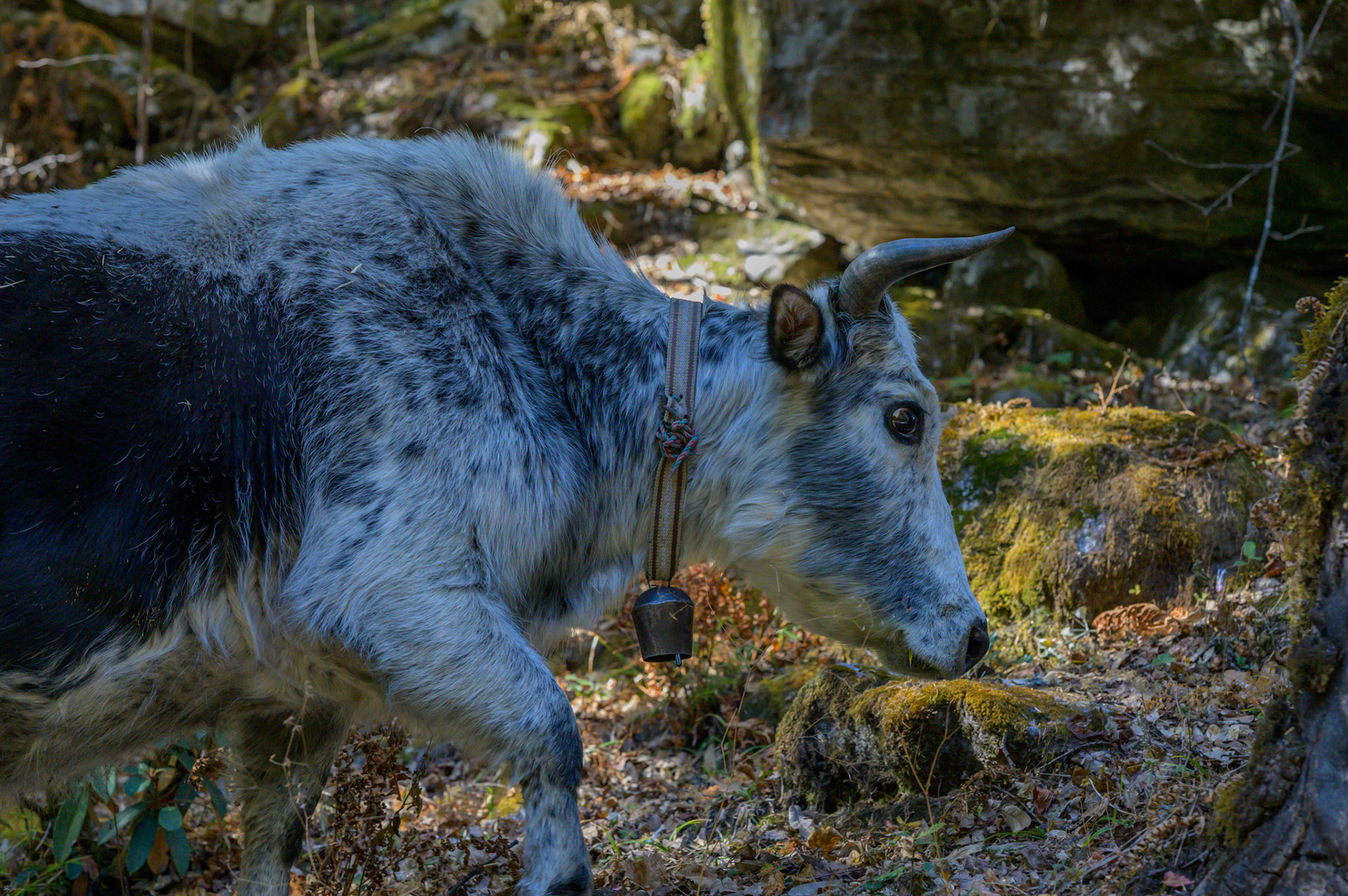 A dzo or dzomo steps lightly thorugh the forest.