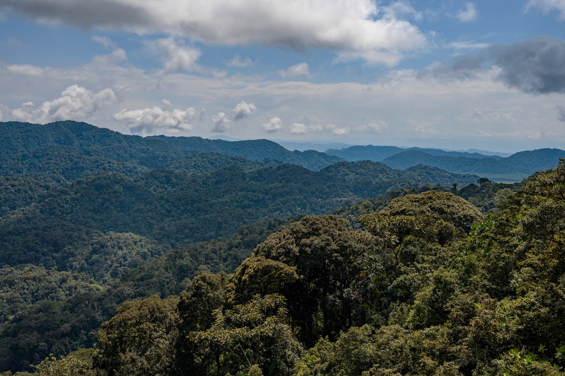Nyungwe Forest