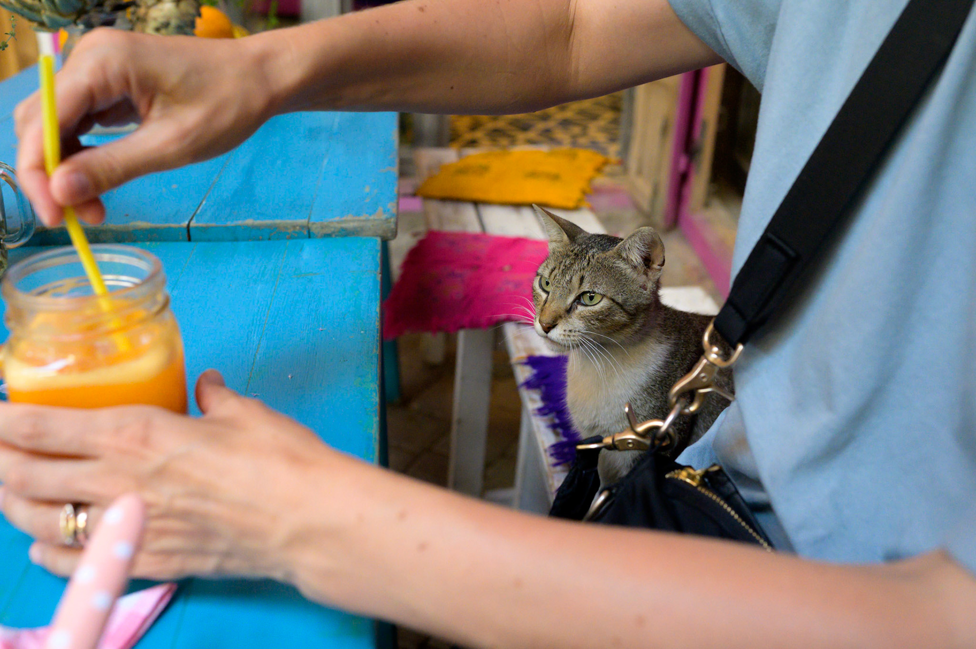 You are planning on giving me something, aren't you? No? Hmmm...
This resident at Nachō Mama Burrito House was unimpressed that not even orange juice was shared.
She did later get morsels of cheese for her troubles. And pats.