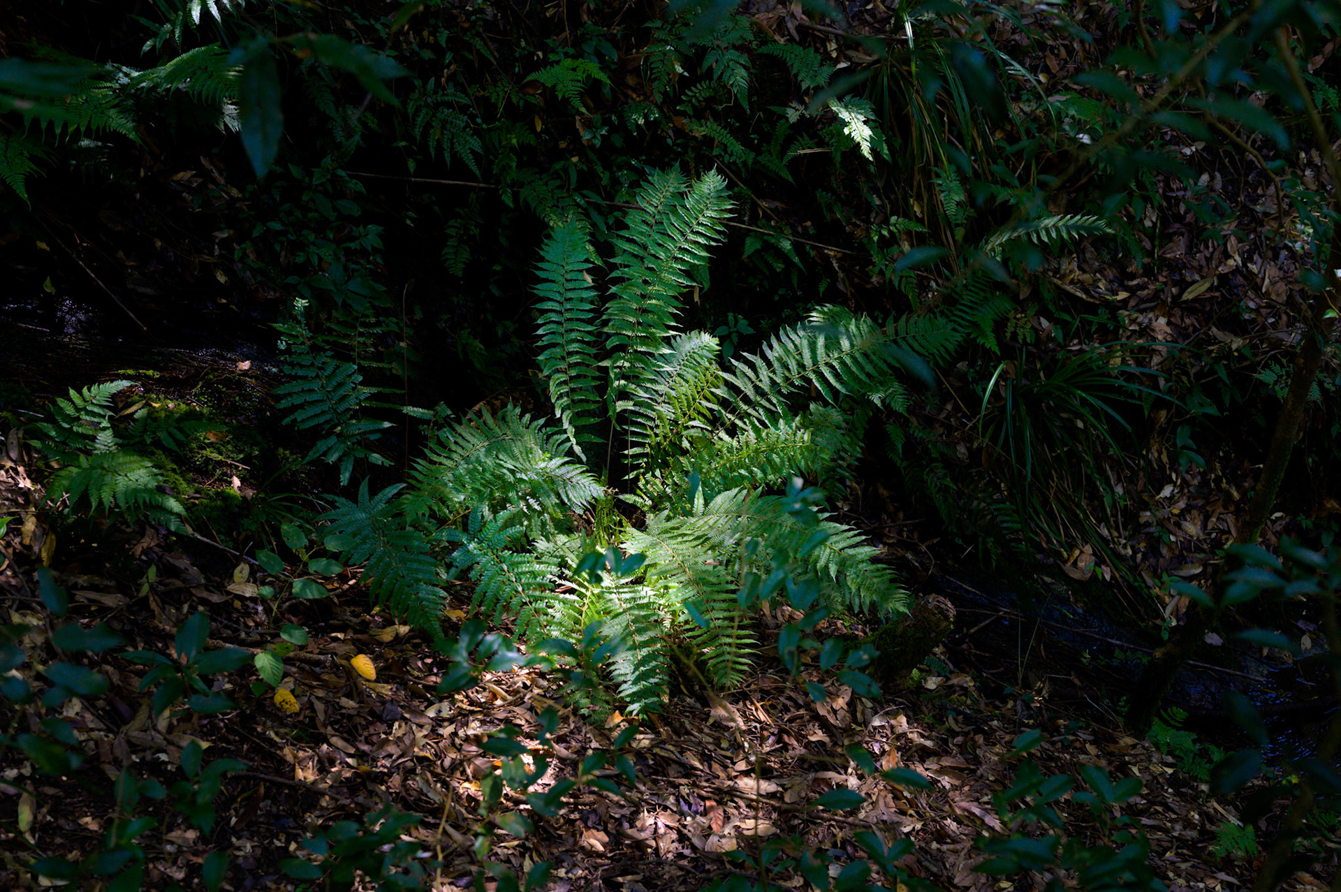 Walks in the Nagarkot forests