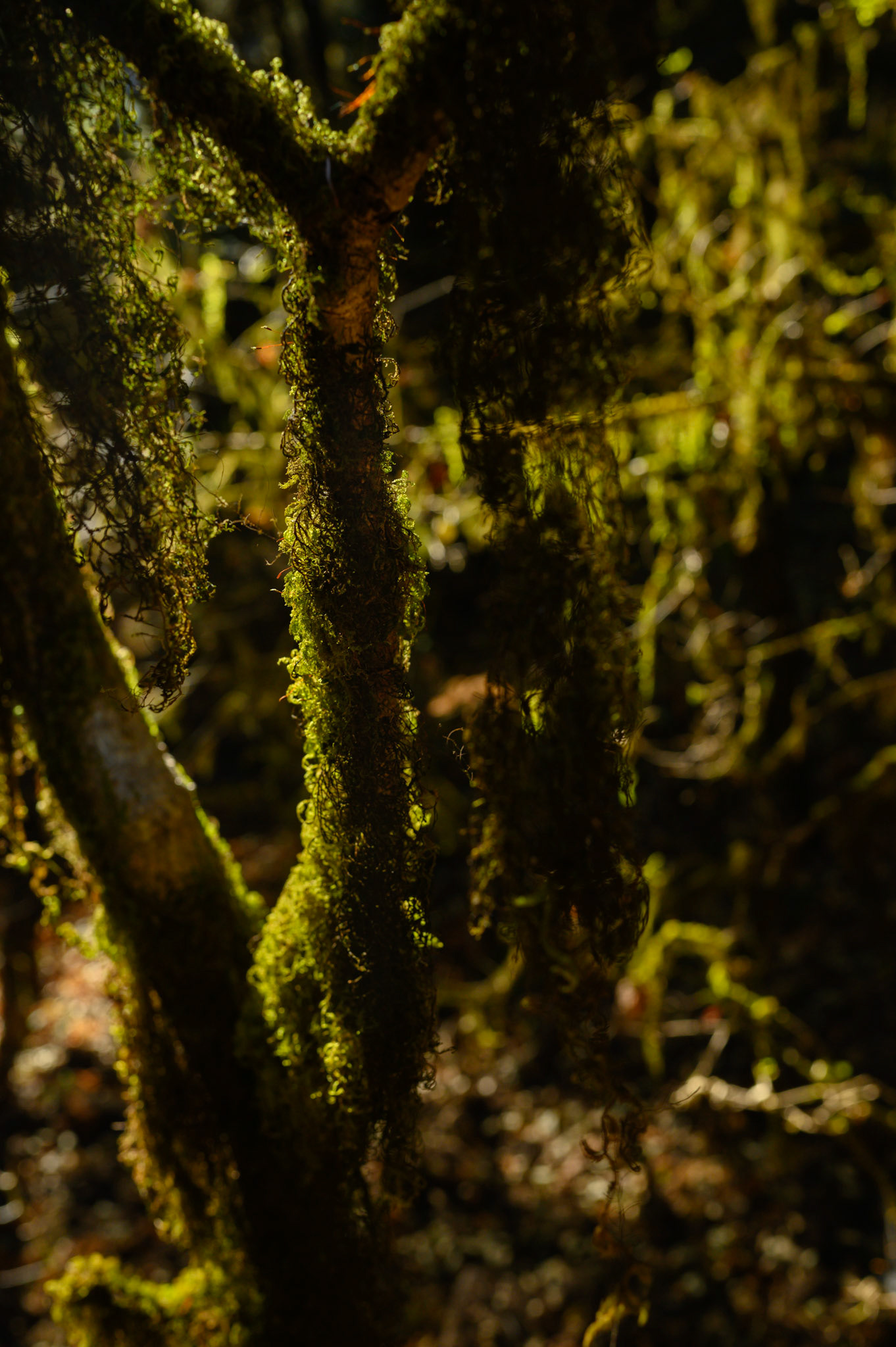 More beautiful lichen forest.