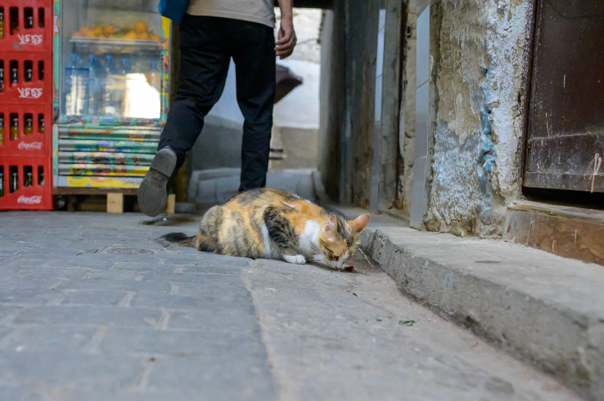 Supping on meat scraps left out for just this reason.