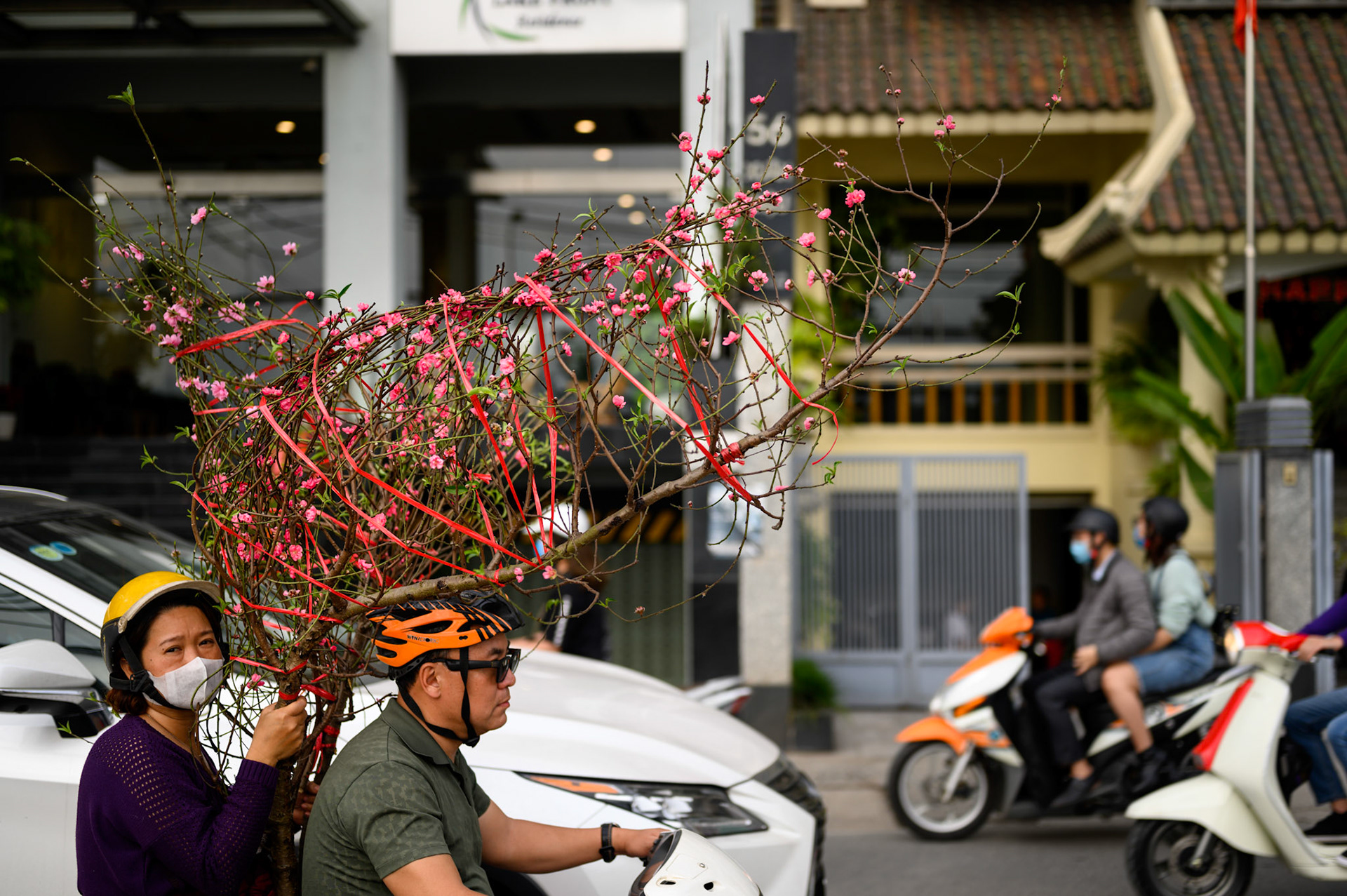 The day before Tet (Vietnamese new year) starts, the streets are a constant procession of trees - all sizes - tied to motocycles.