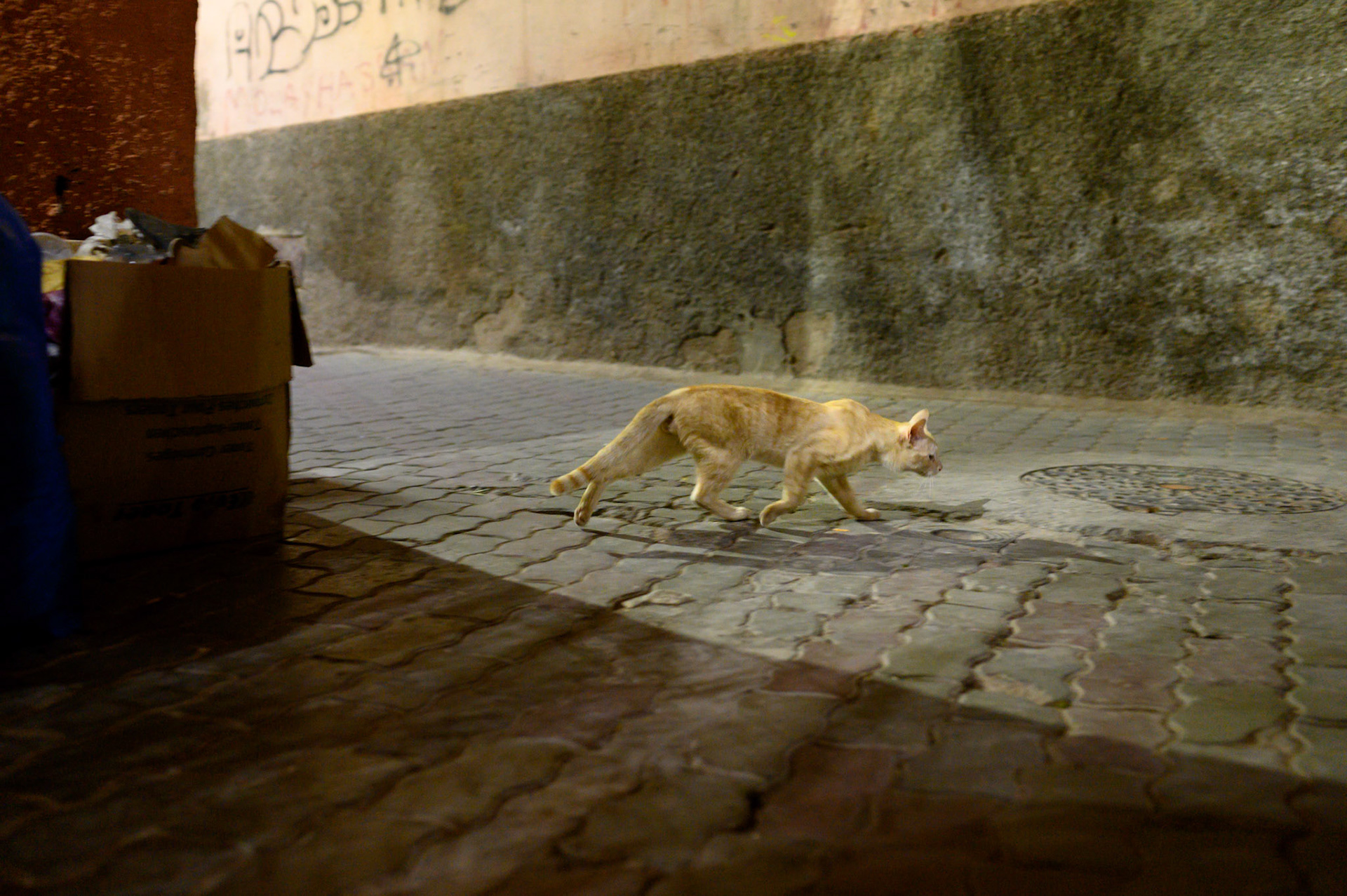 Despite all the food in the day, foragaing still goes on at night, but movements are quicker, bodies more alert.