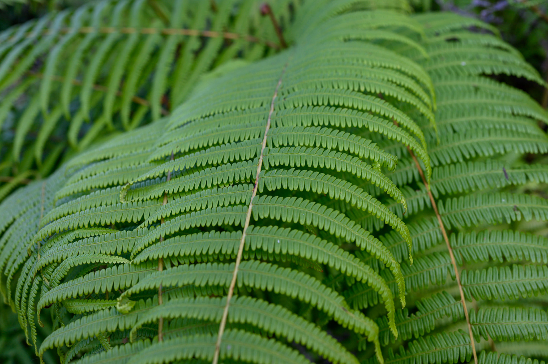 Hiking in the forest above Ta Van