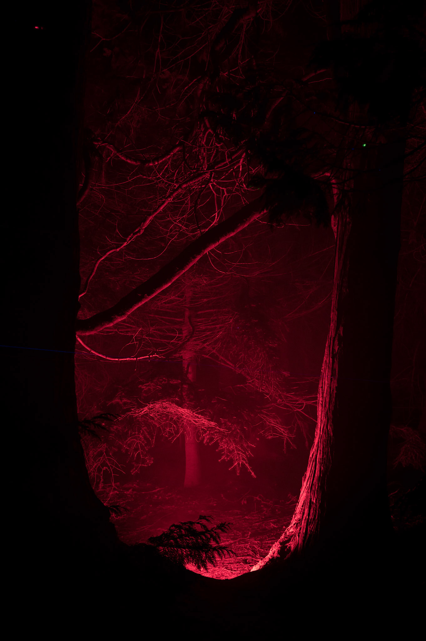 Edinburgh Botanical Gardens Lights