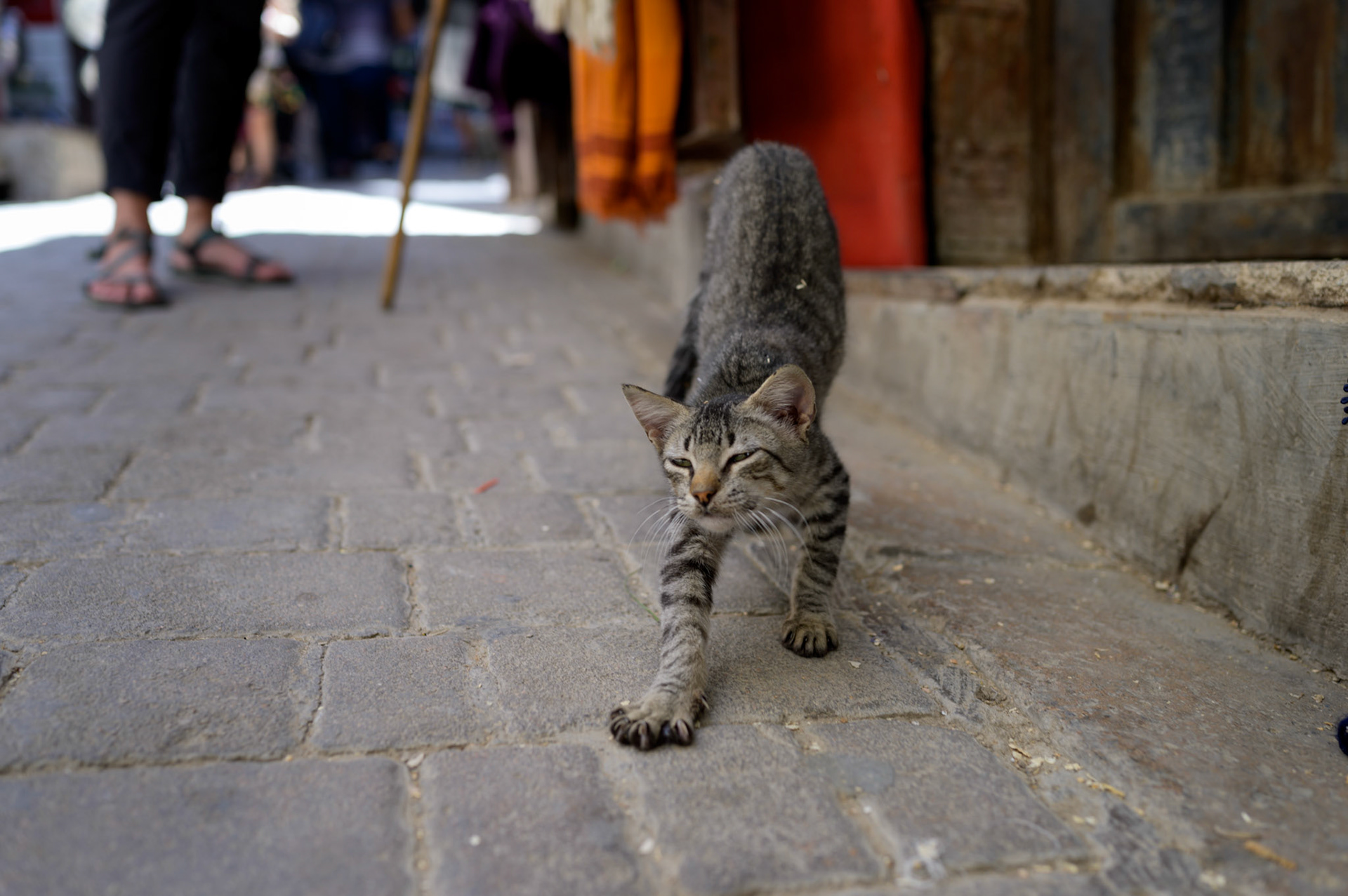 Waking from a nap, time to do..... something...