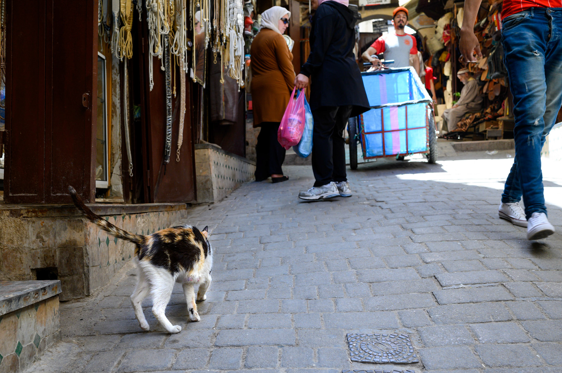 This mother is on the prowl in the medina.