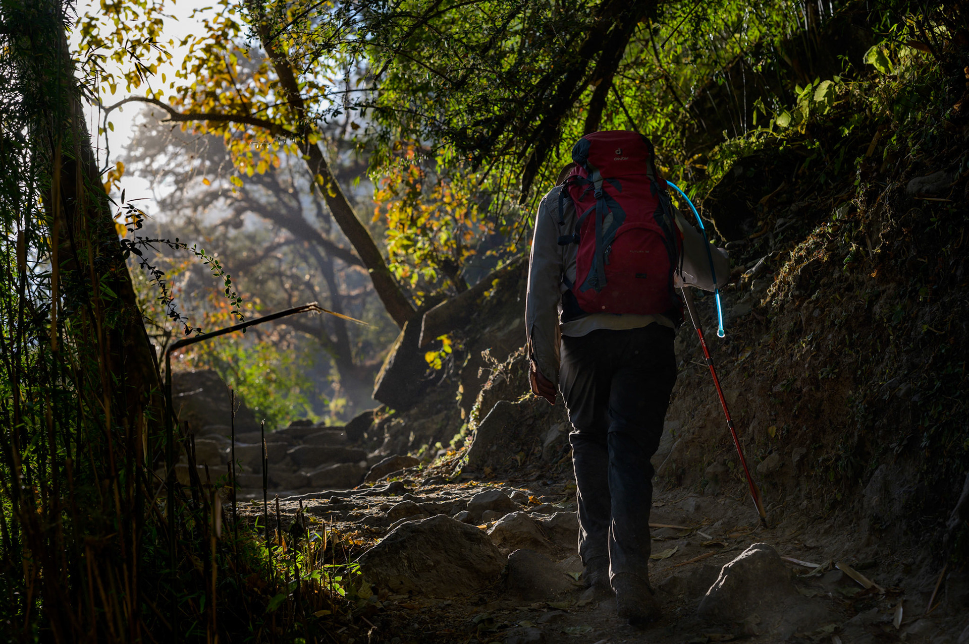 Pete walking through the forest into teh afternoon sun.