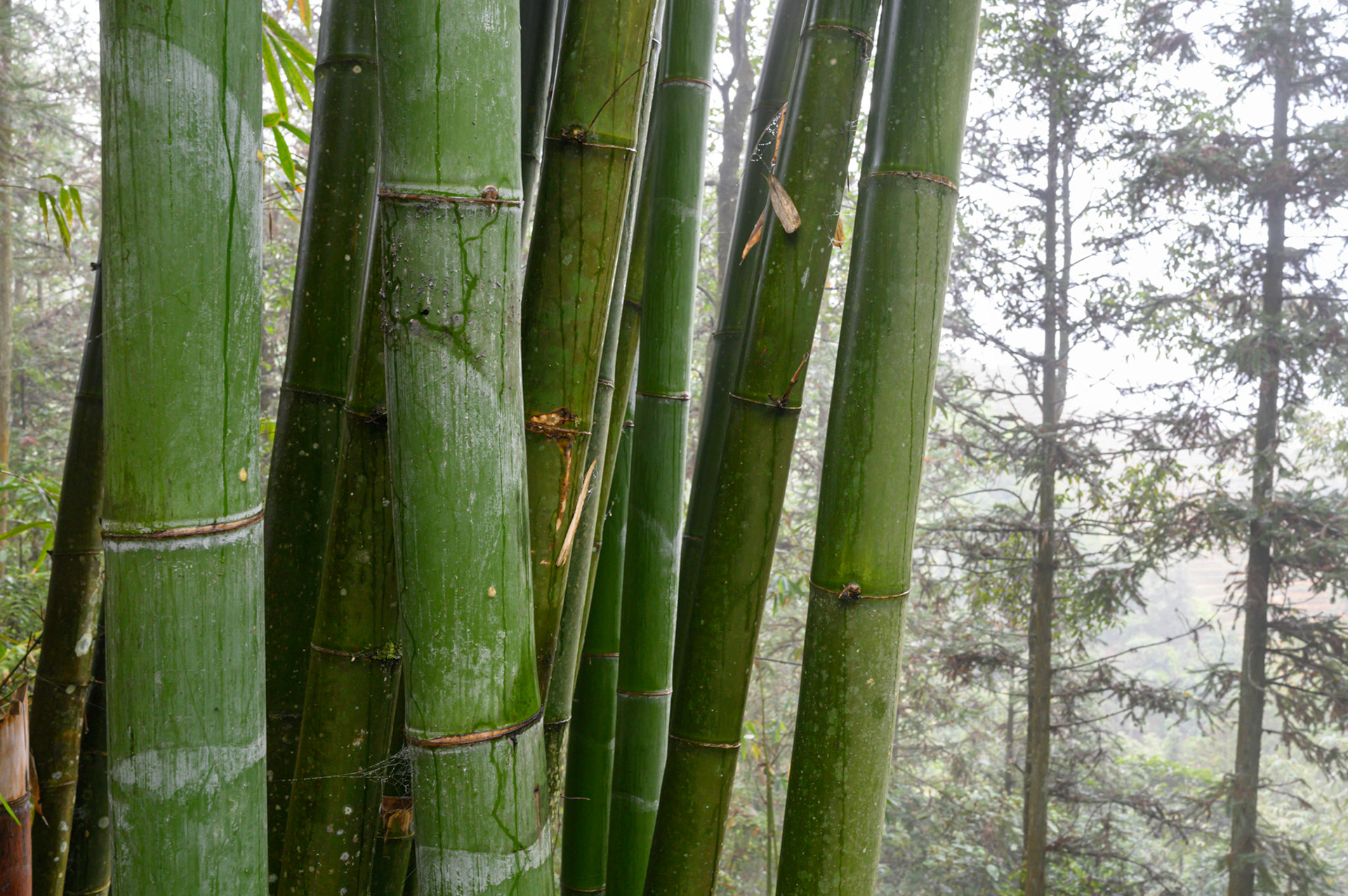 Beautiful bamboo forests
