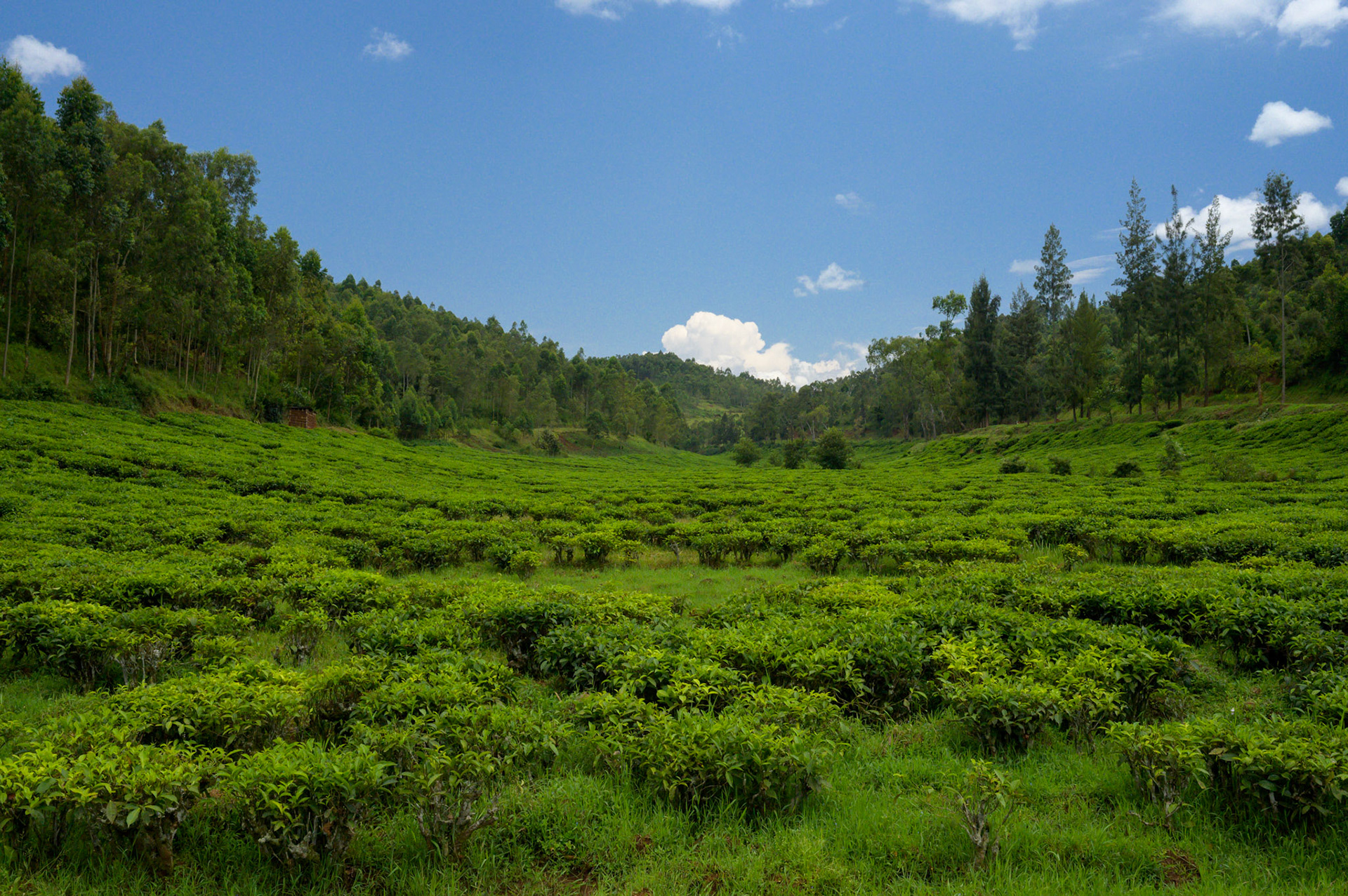Tea Plantation