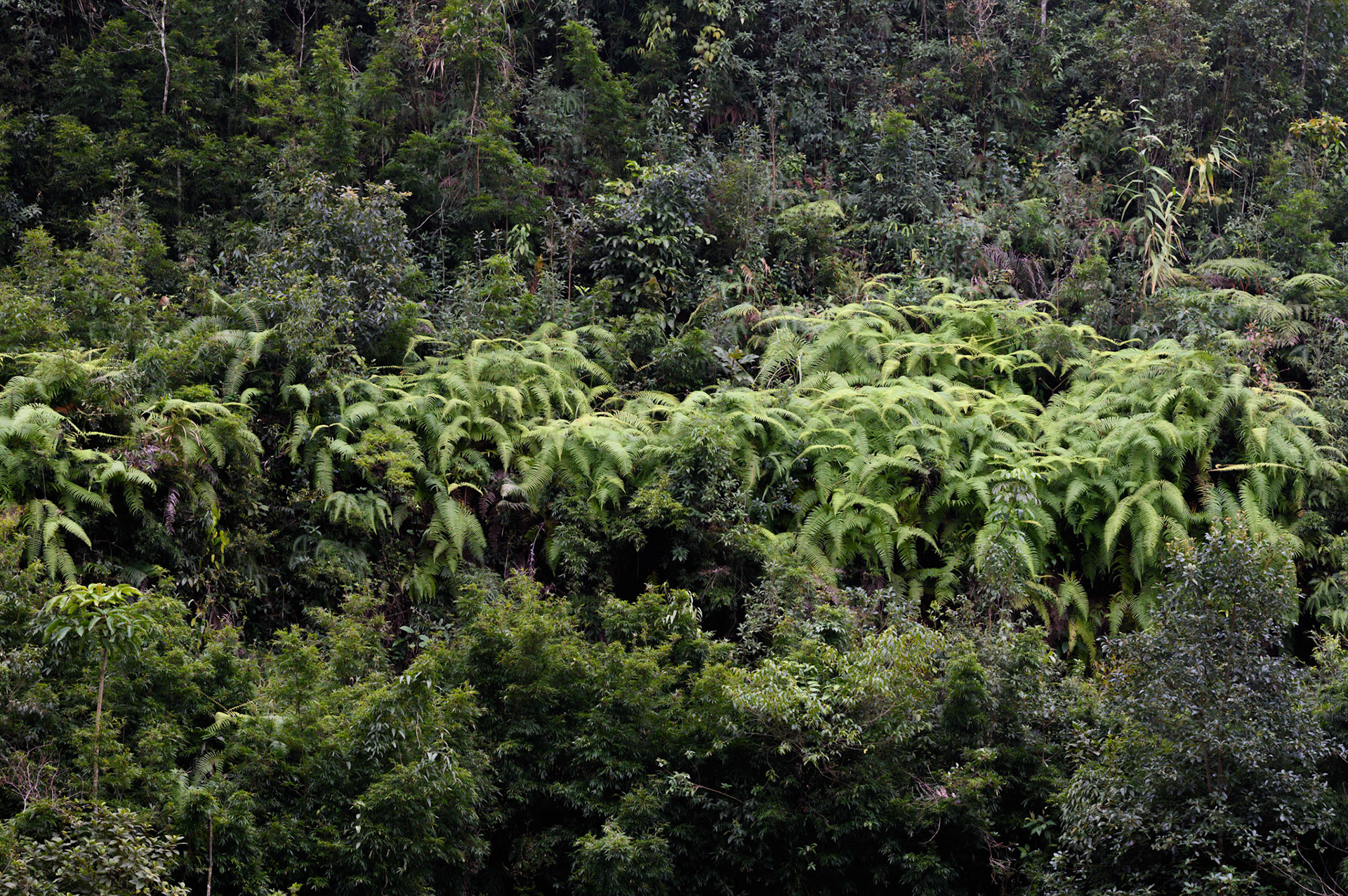 Beautiful bamboo forests