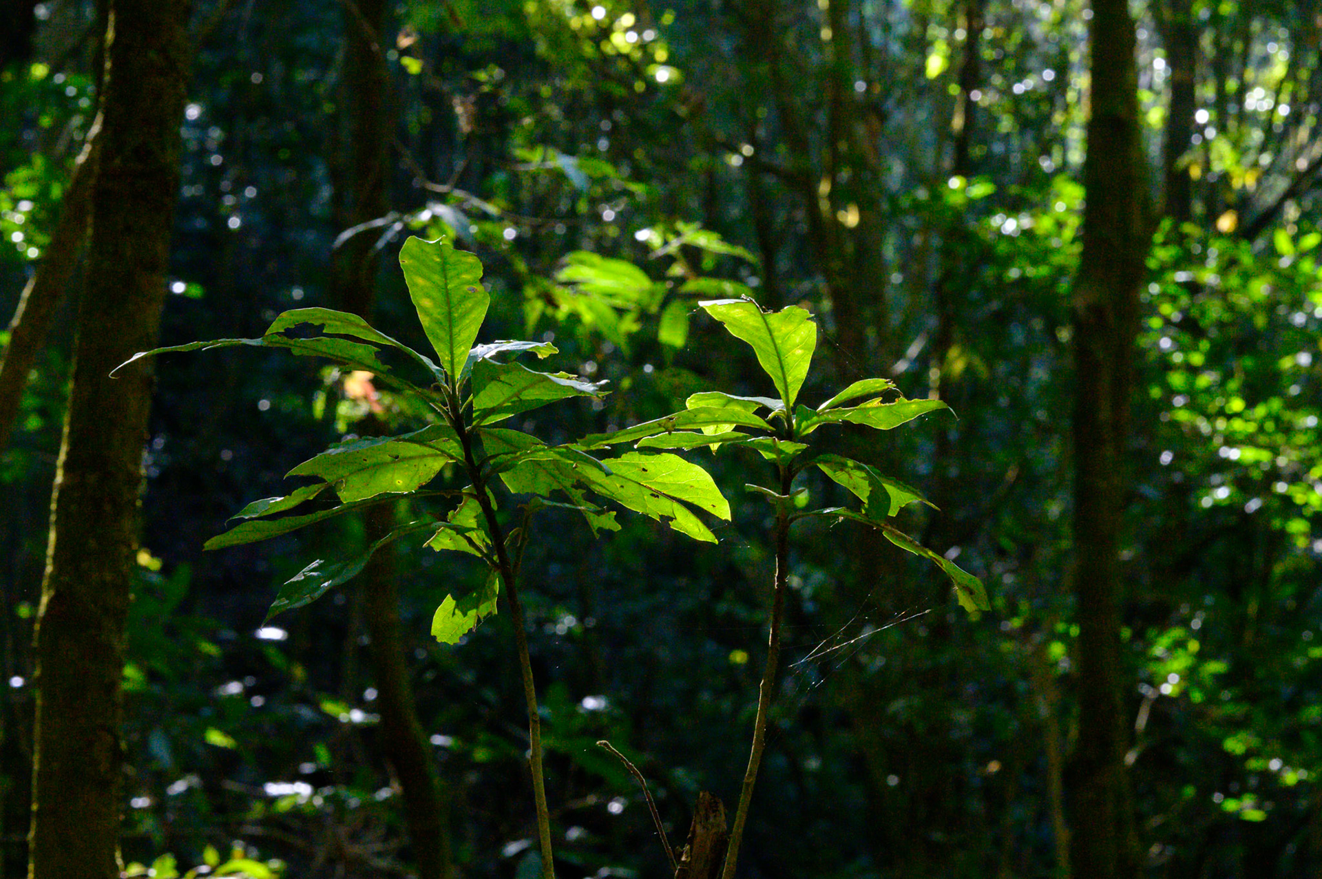 Walks in the Nagarkot forests