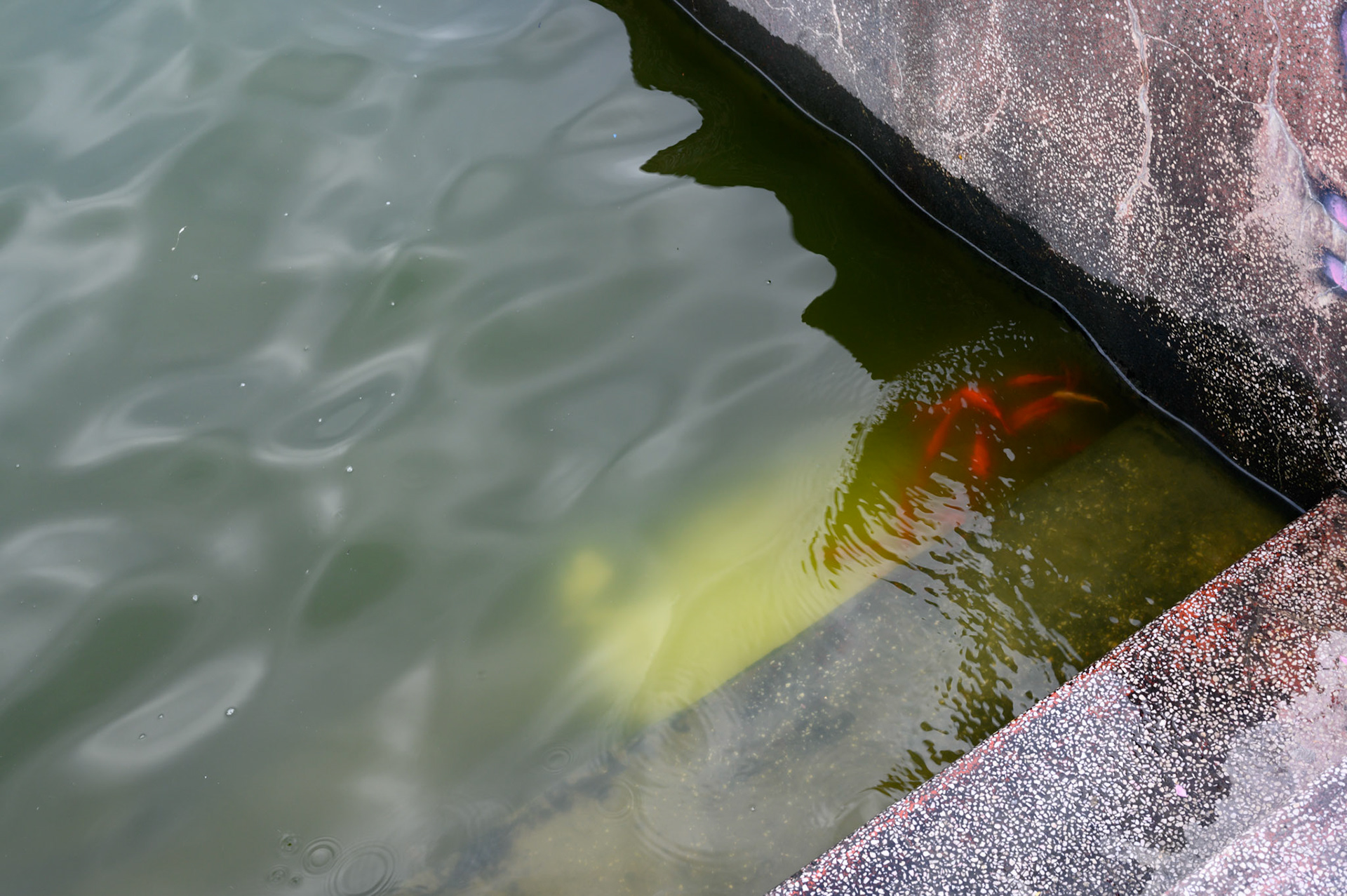 West Lake objects. The hosts of goldfish might be new acqaintances, being released into the lake just prior to Tet as a sacrifice to the kitchen god Ông Táo to carry him to the Jade Emporer where he gives a report on the family.