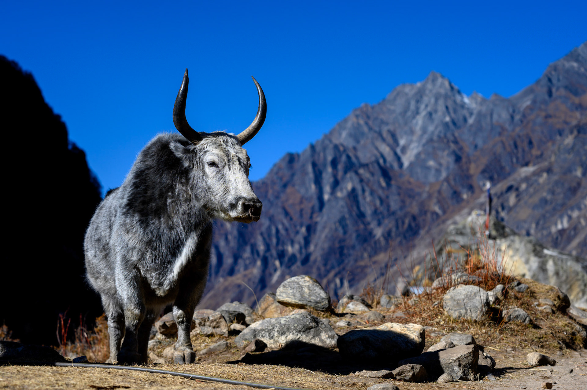 A dzo or dzomo that knows how to pose.