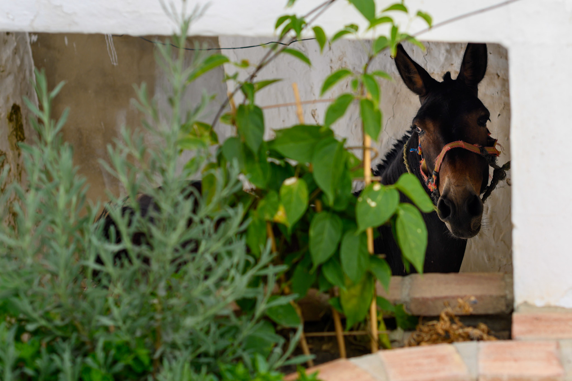 A farrier shoes mules in the Gaucín streets