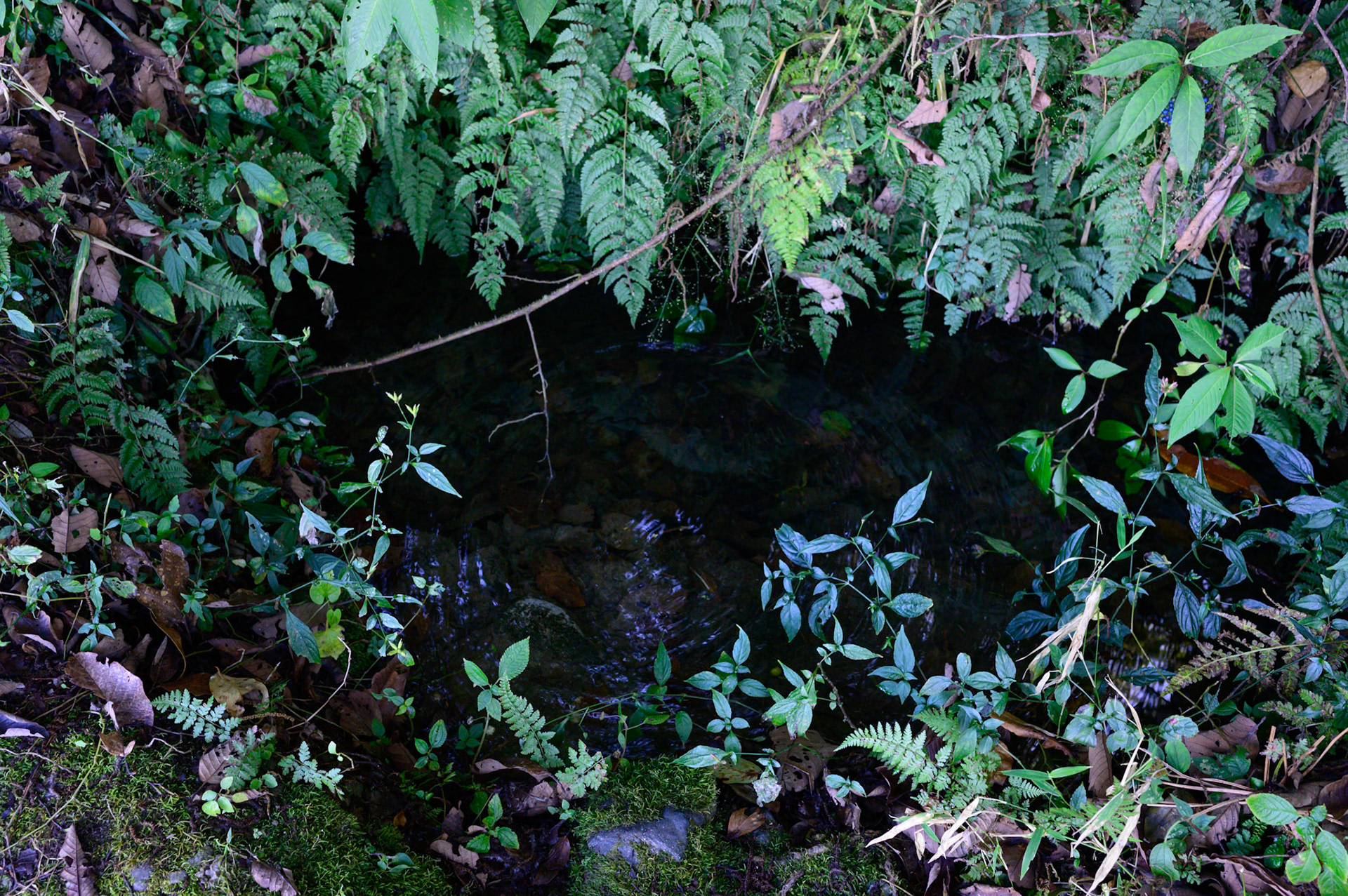 A hidden spring in the Nagarkot forests.
