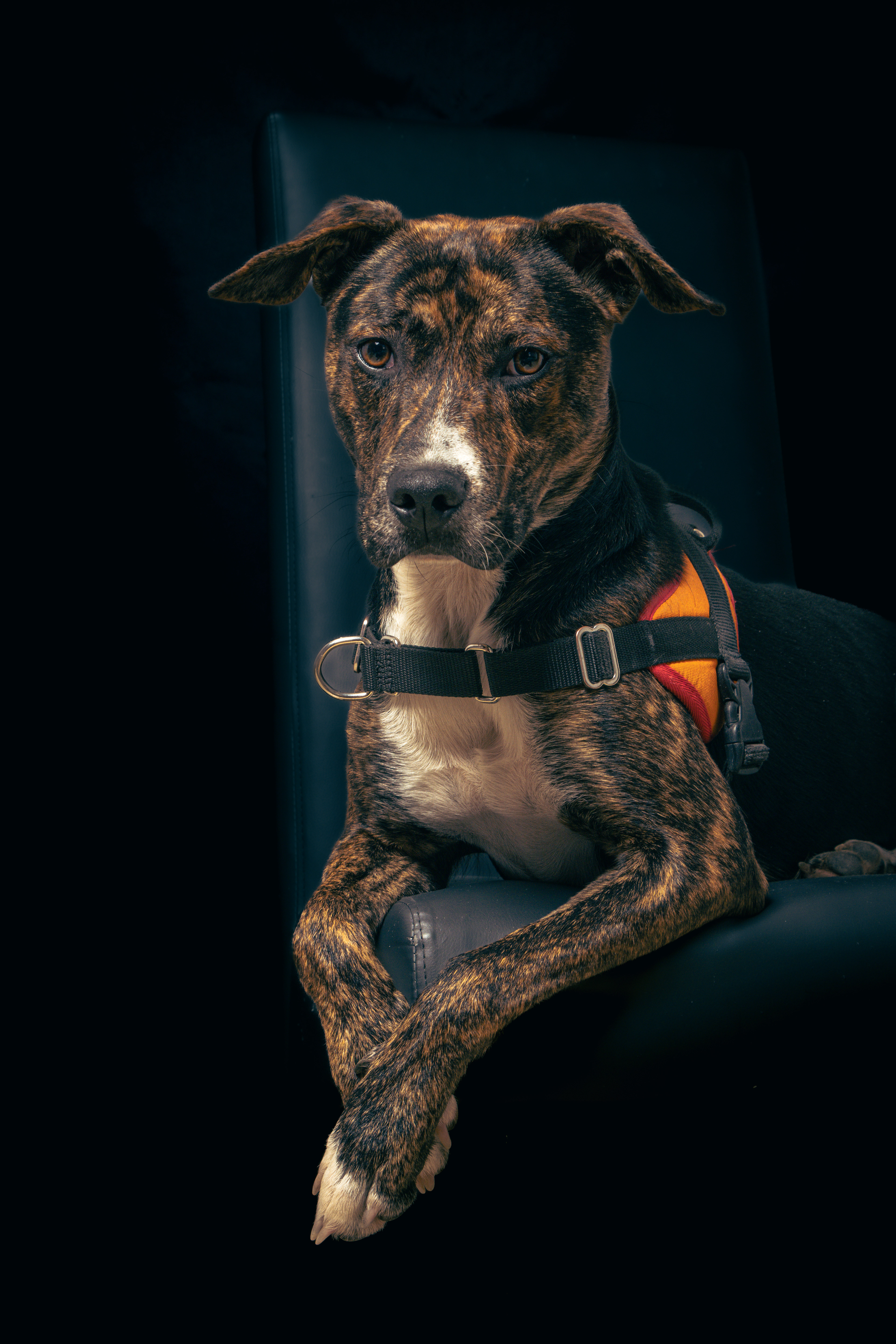 Portrait de Diablo - chien adoptable à la SPA de Millau