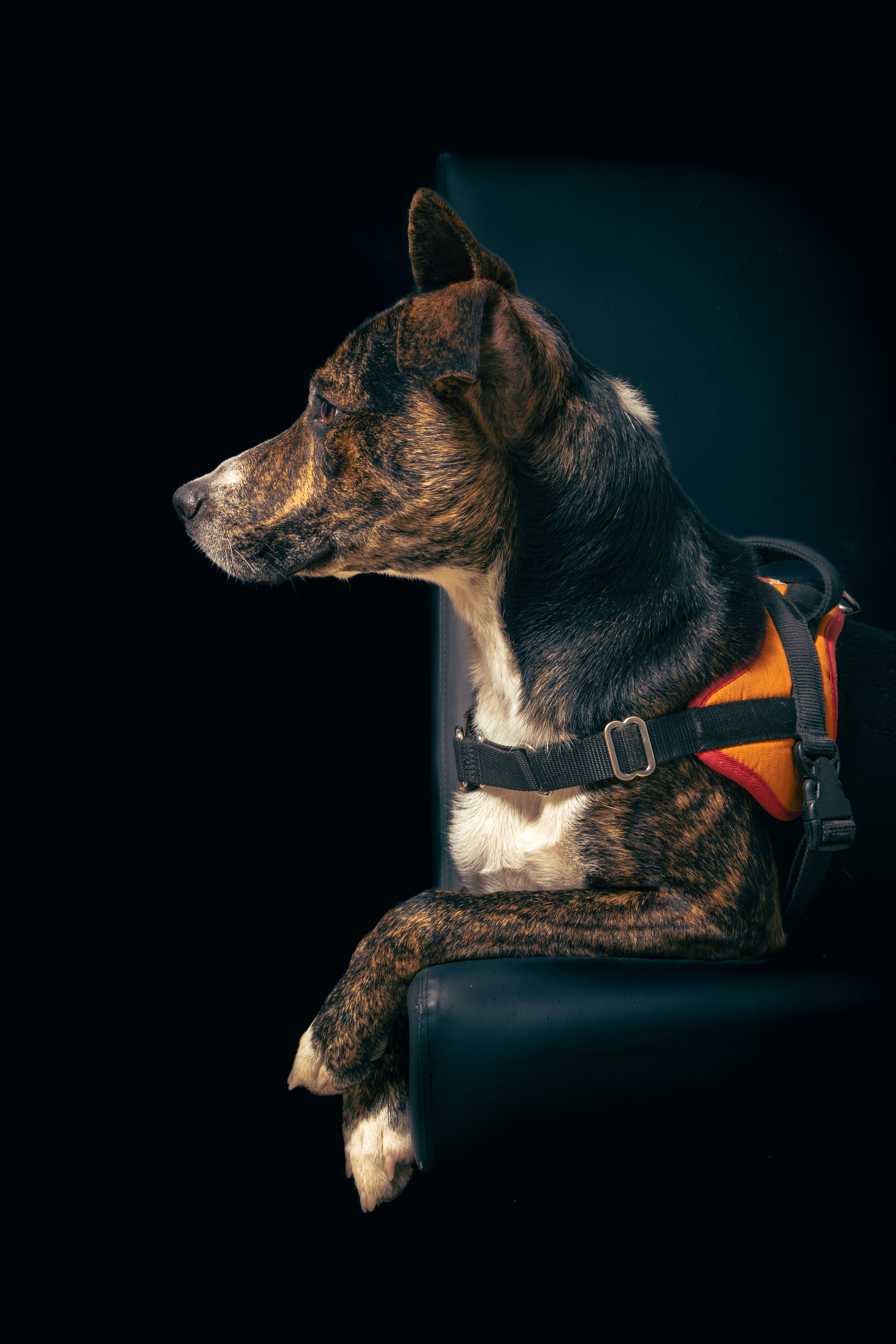 Portrait de Diablo - chien adoptable à la SPA de Millau