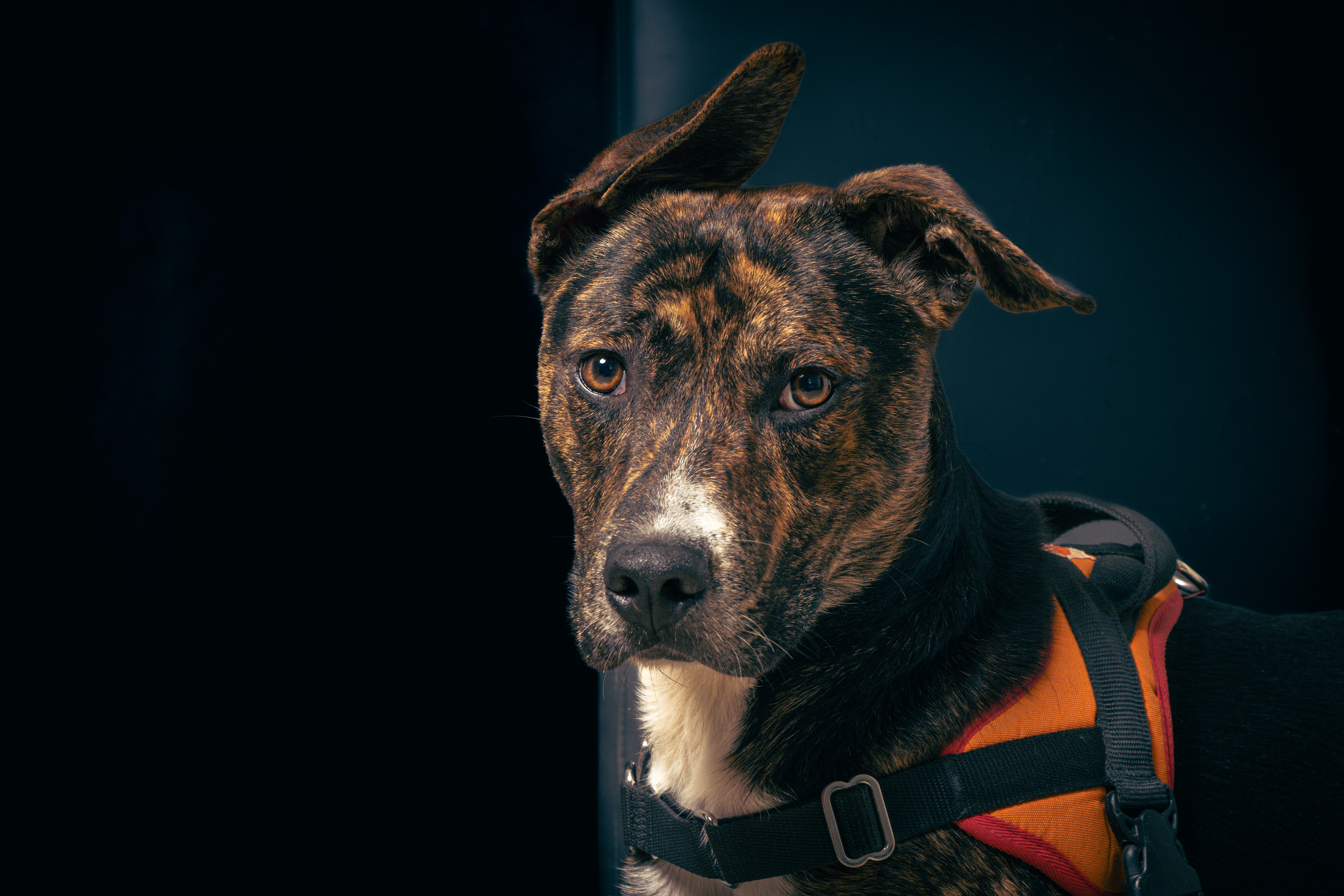 Portrait de Diablo - chien adoptable à la SPA de Millau