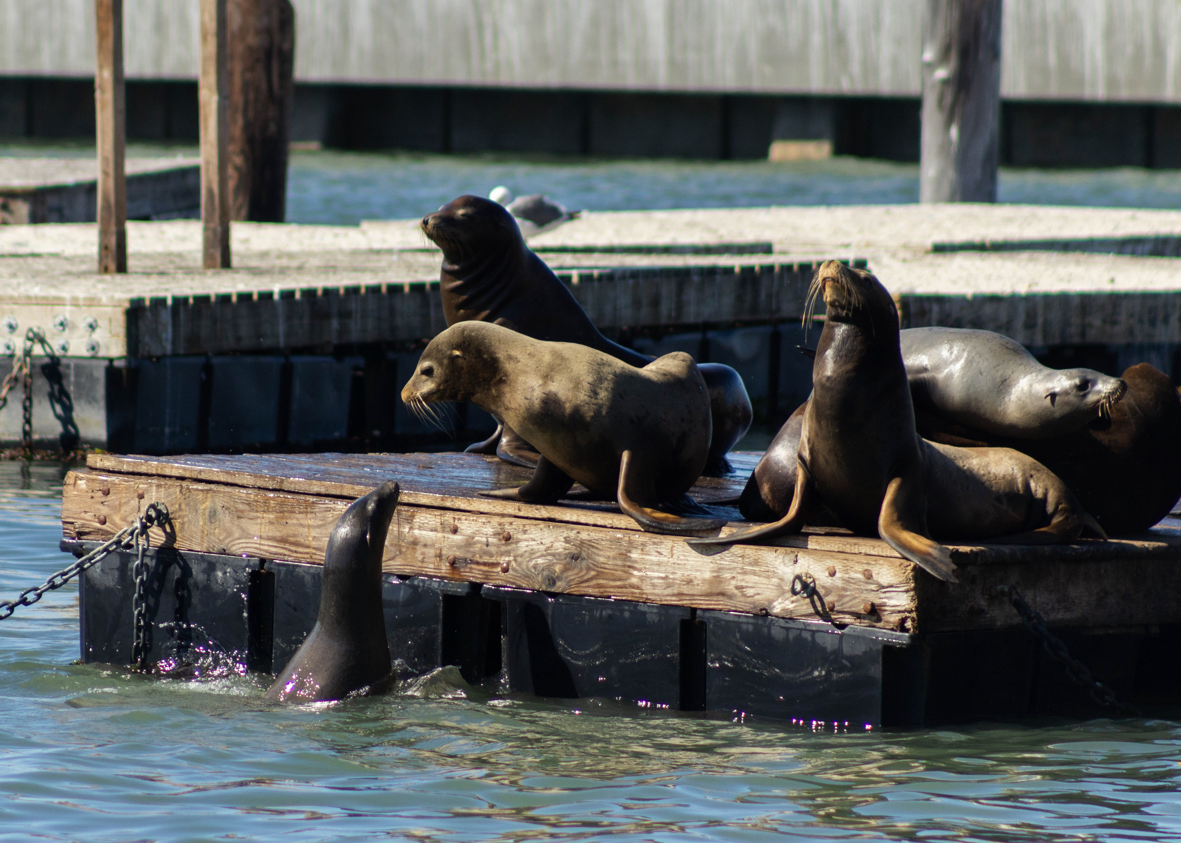 Sea lions at Pier 39.