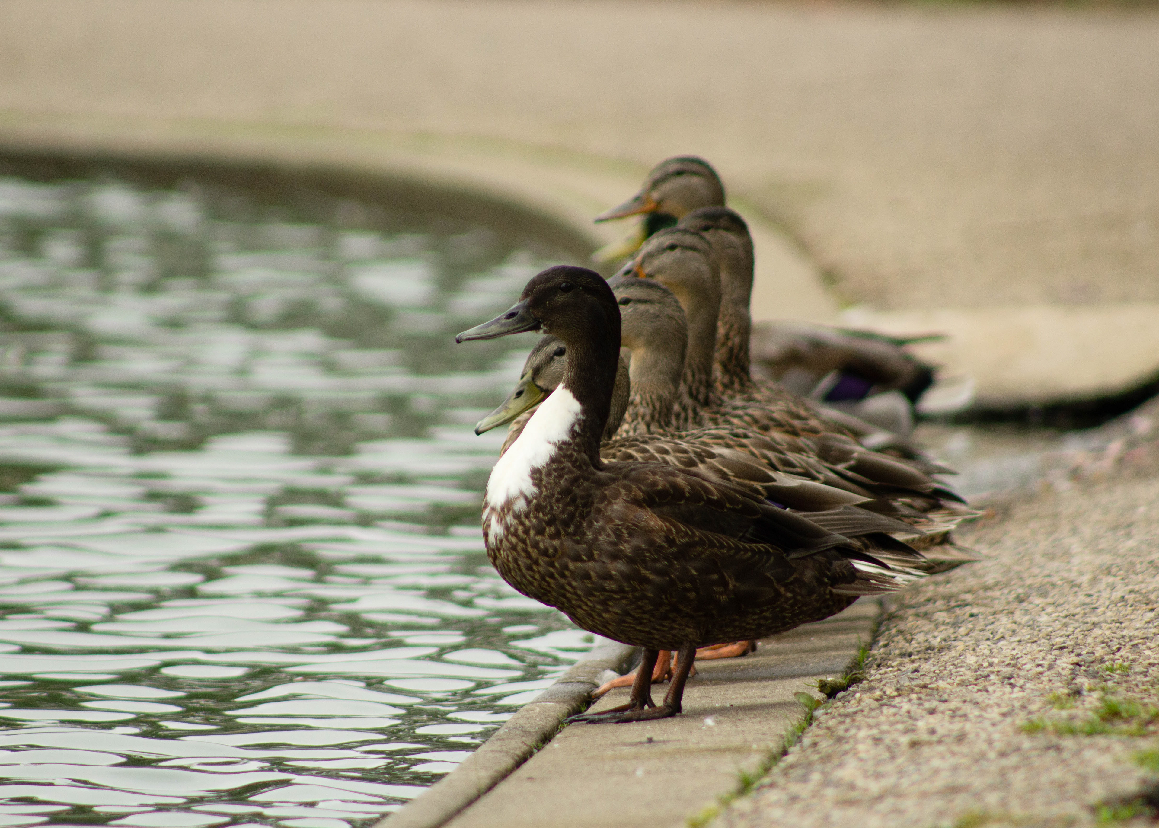 Ducks stand at the edge of Spreckels Lake in Golden Gate Park.