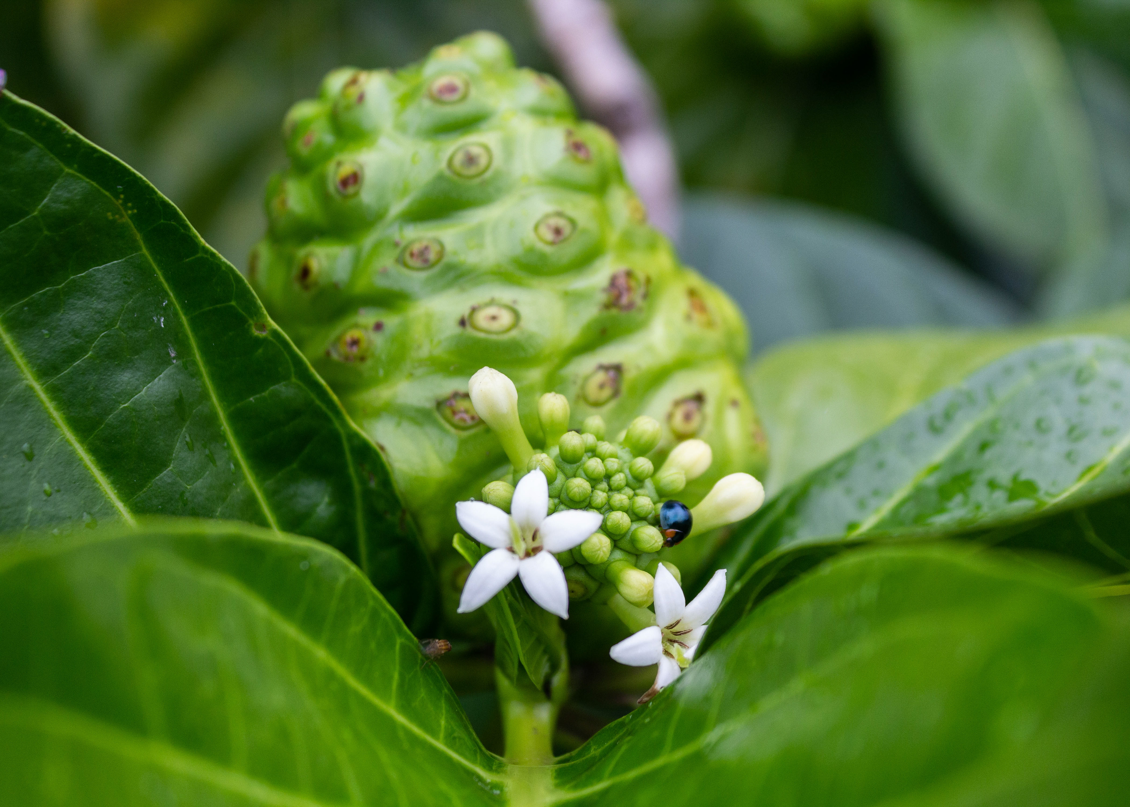A blue metallic ladybug explores a noni plant.