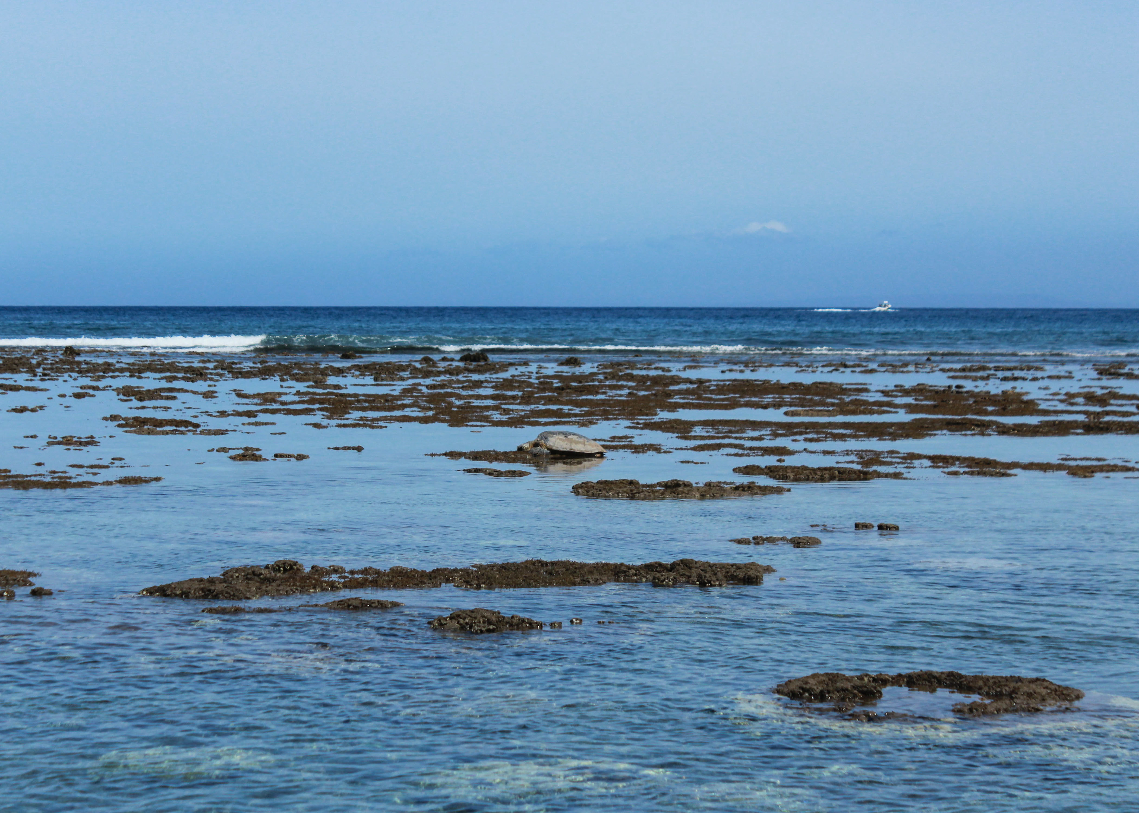 A sea turtle rests on exposed coral at low tide.