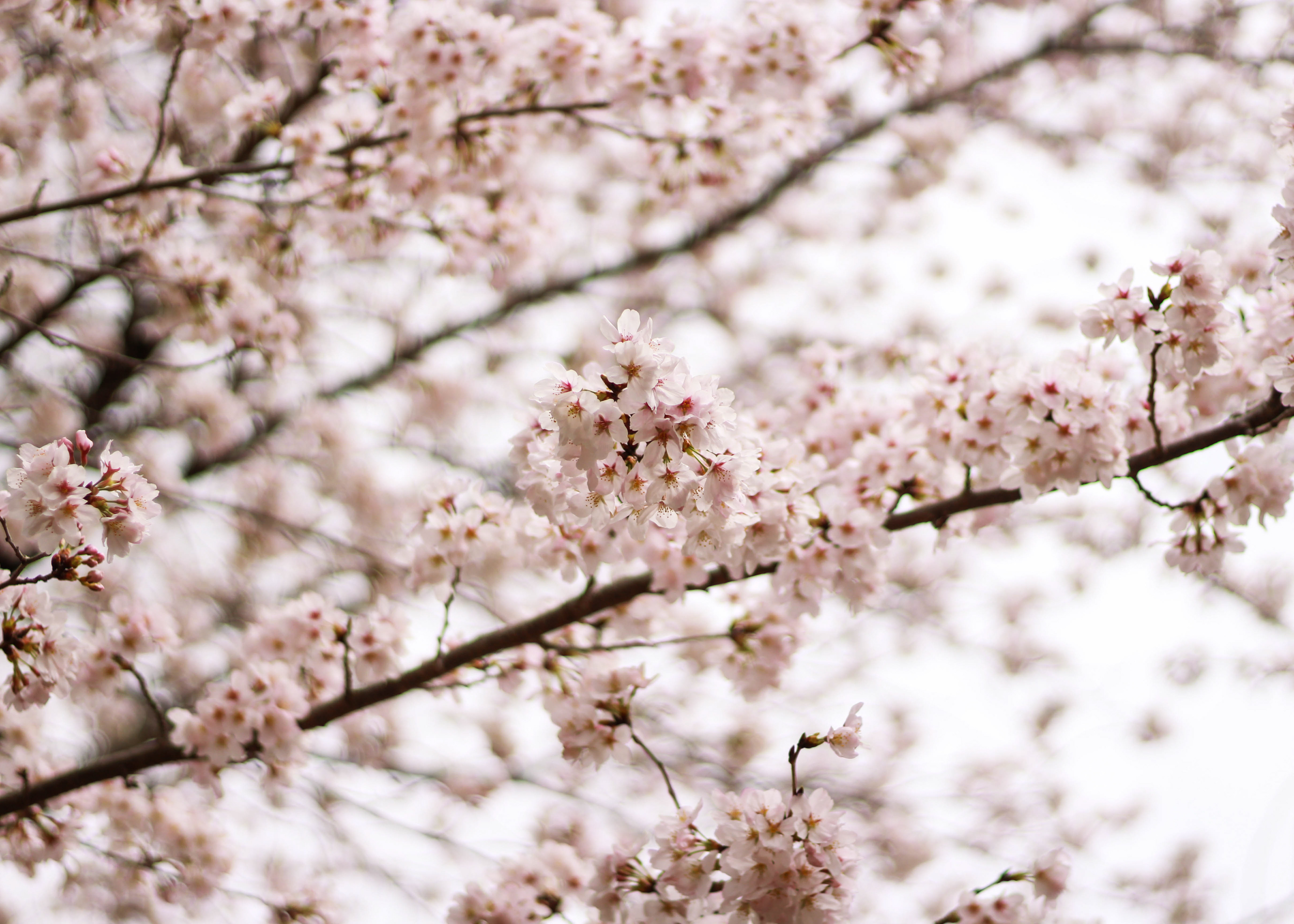 Cherry blossoms in bloom.