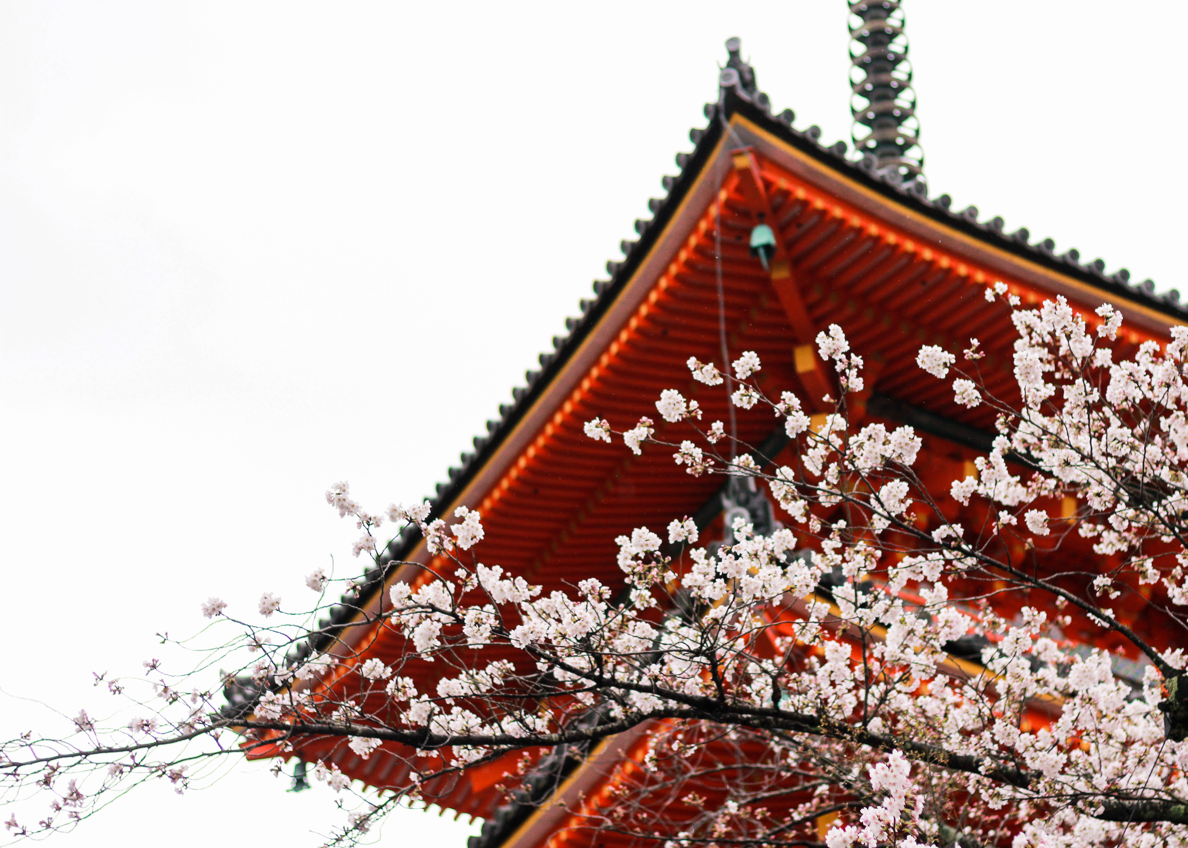 Cherry blossoms bloom under the Koyasu Pagoda in Kyoto.