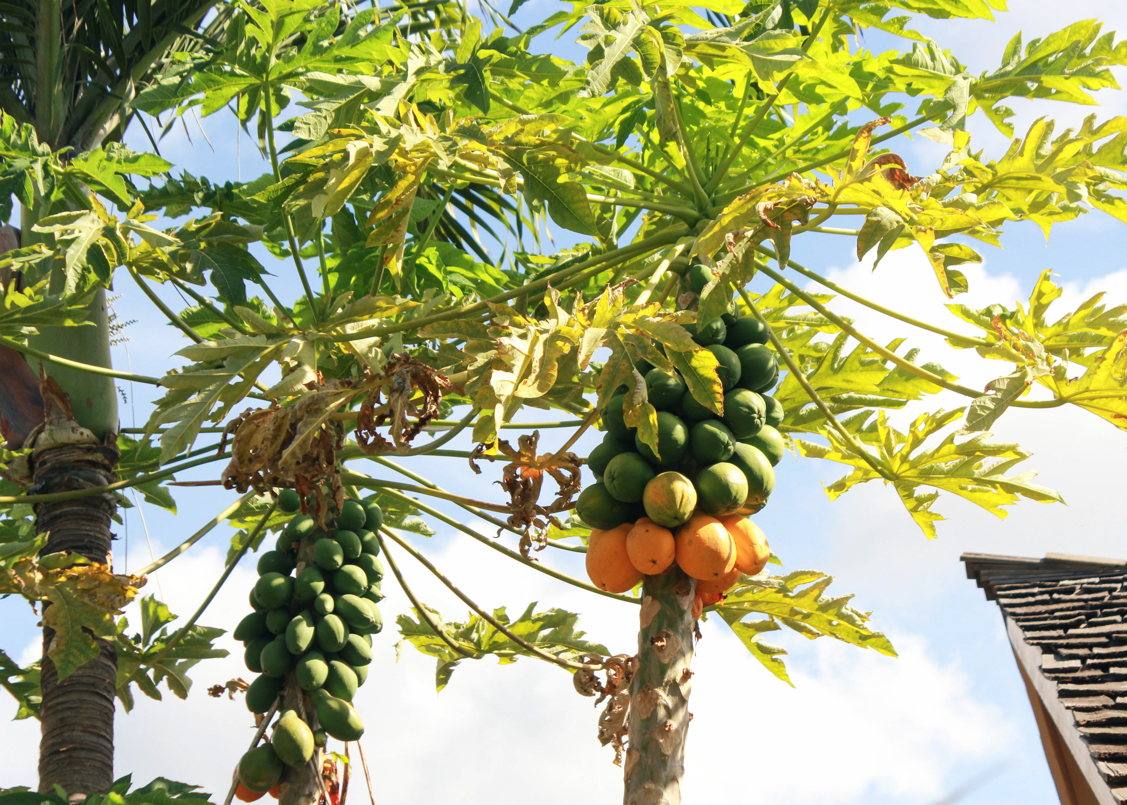 Papayas on a tree.