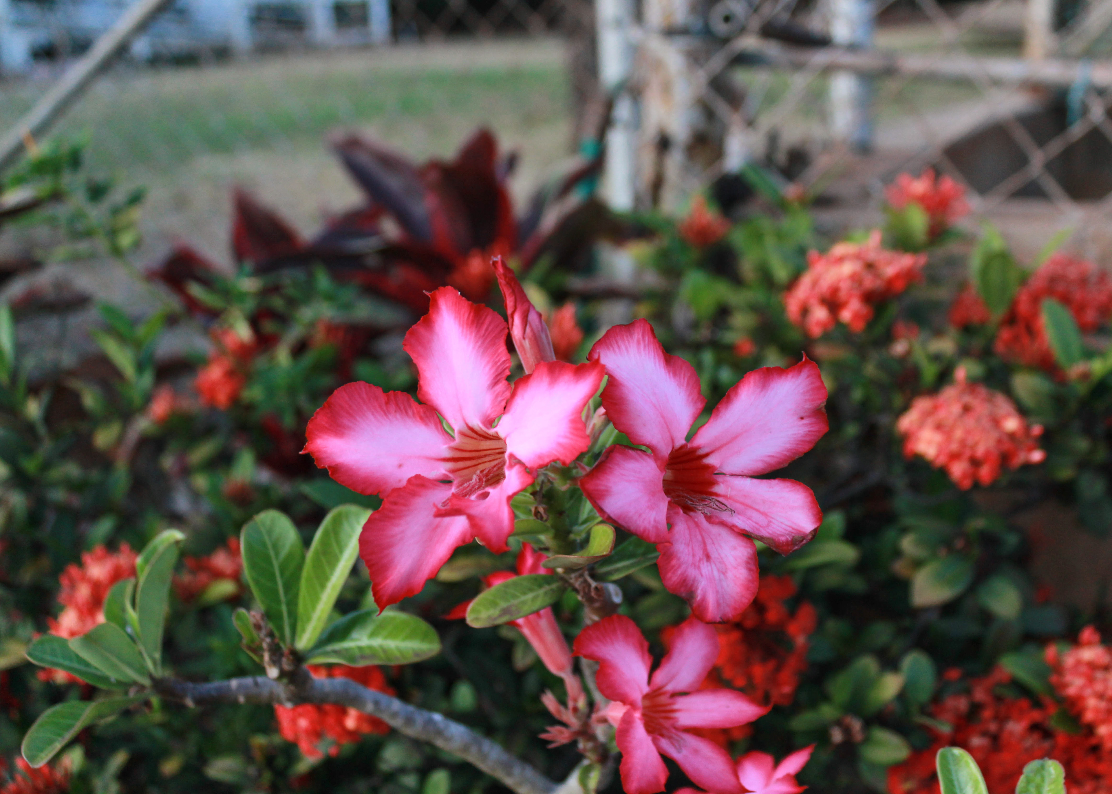 A pink desert rose.