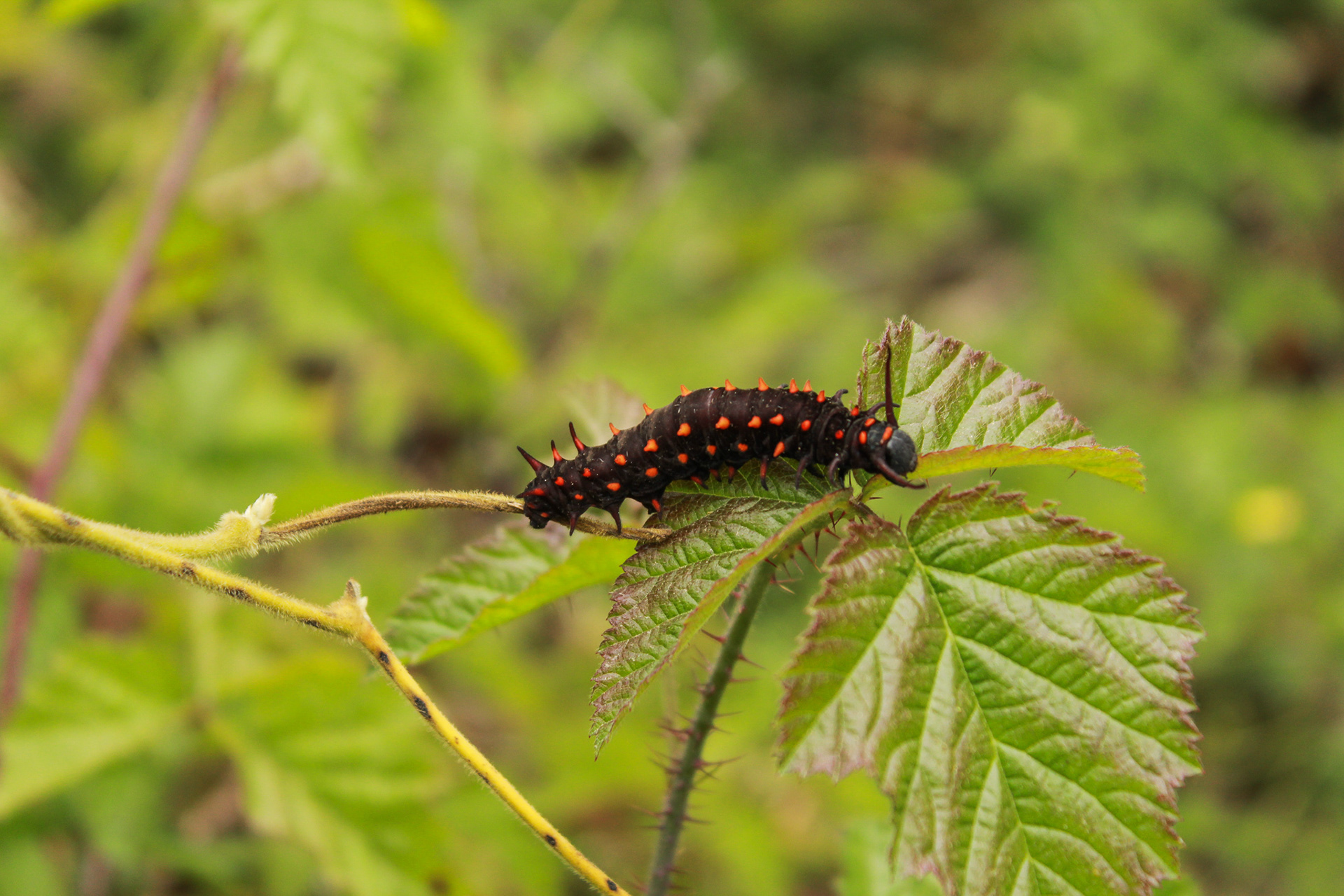 A California Pipevine Swallowtail caterpillar crawls over some leaves in the Botanical Gardens.