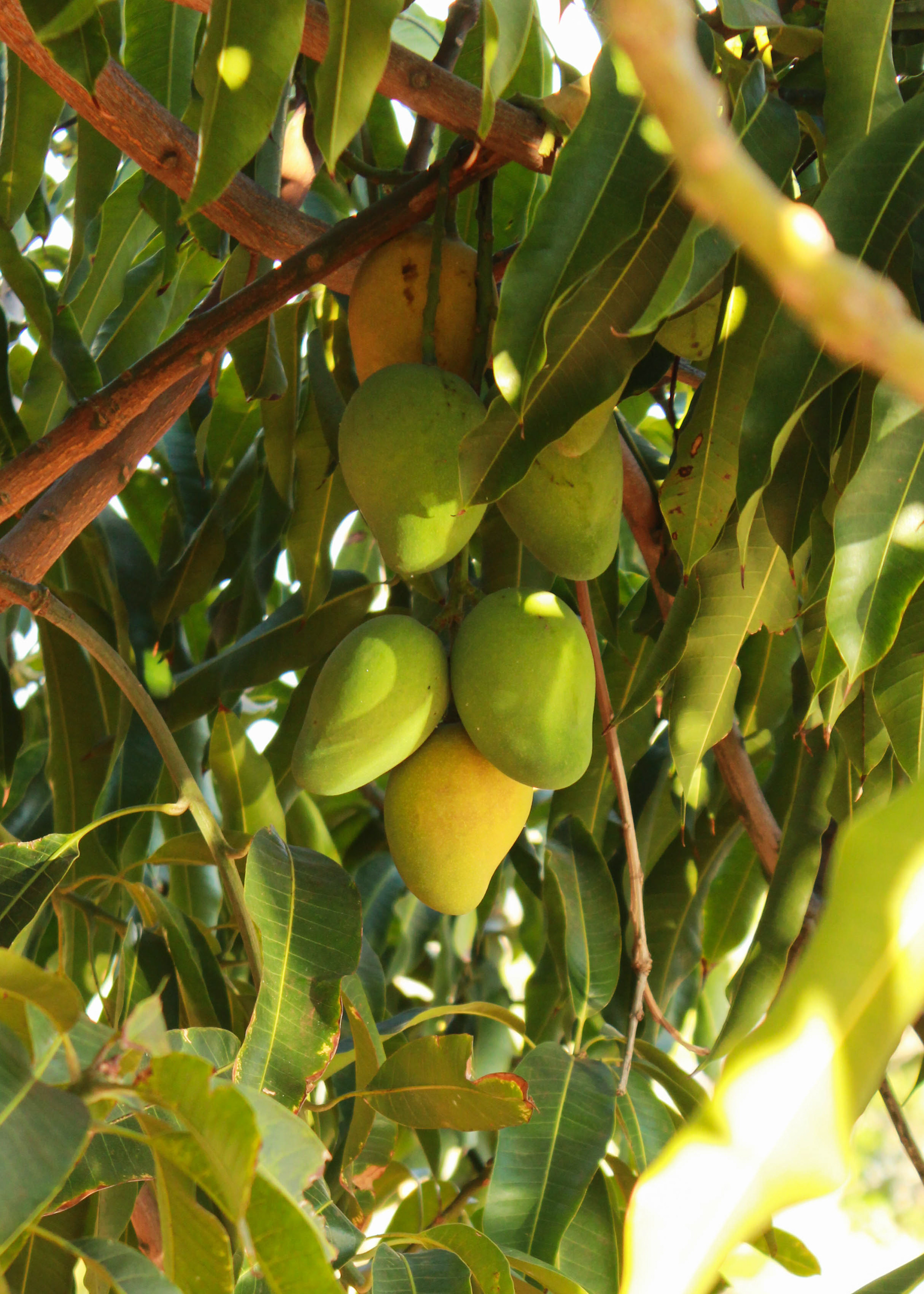 Green Spanish mangoes hang from the tree.