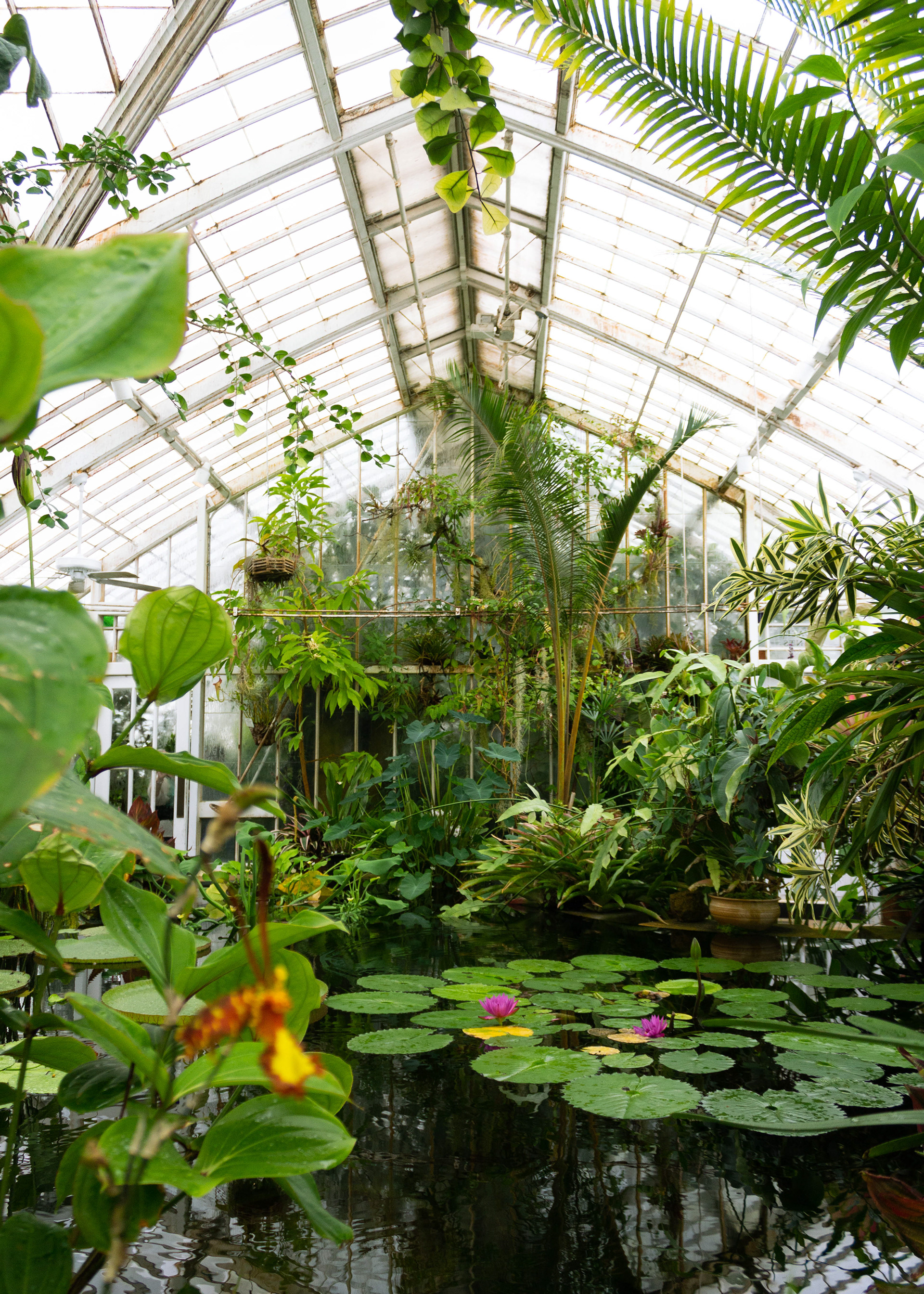 The Aquatic Plants room in the Conservatory of Flowers.