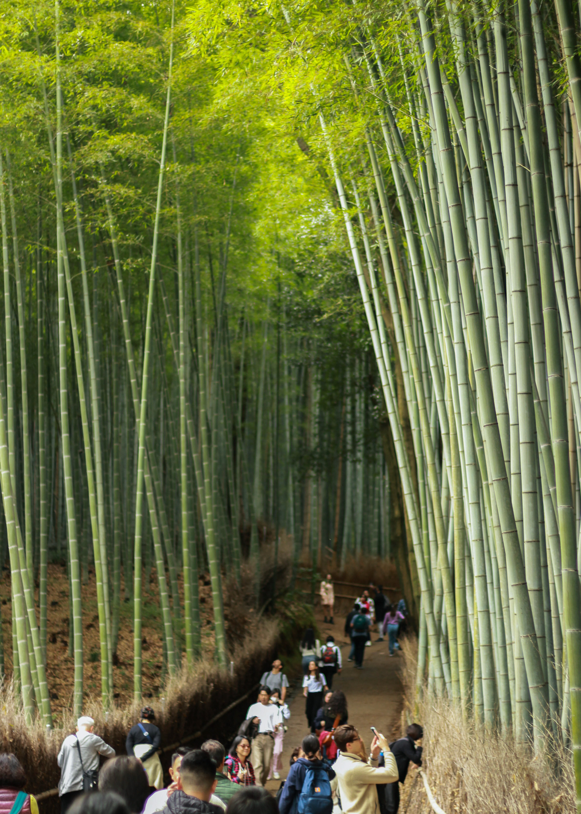 Arashiyama Bamboo Forest