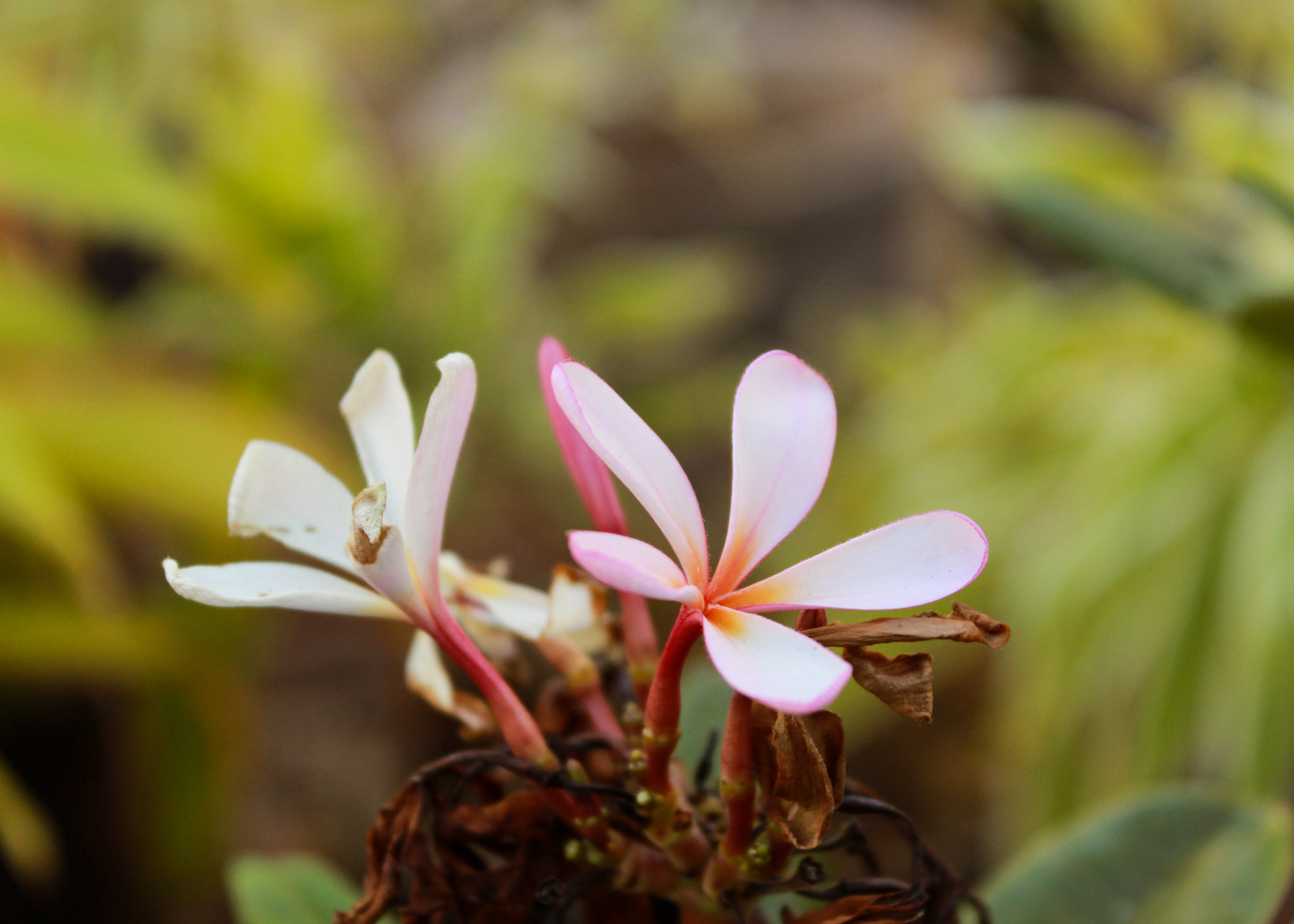 A budding pink plumeria.
