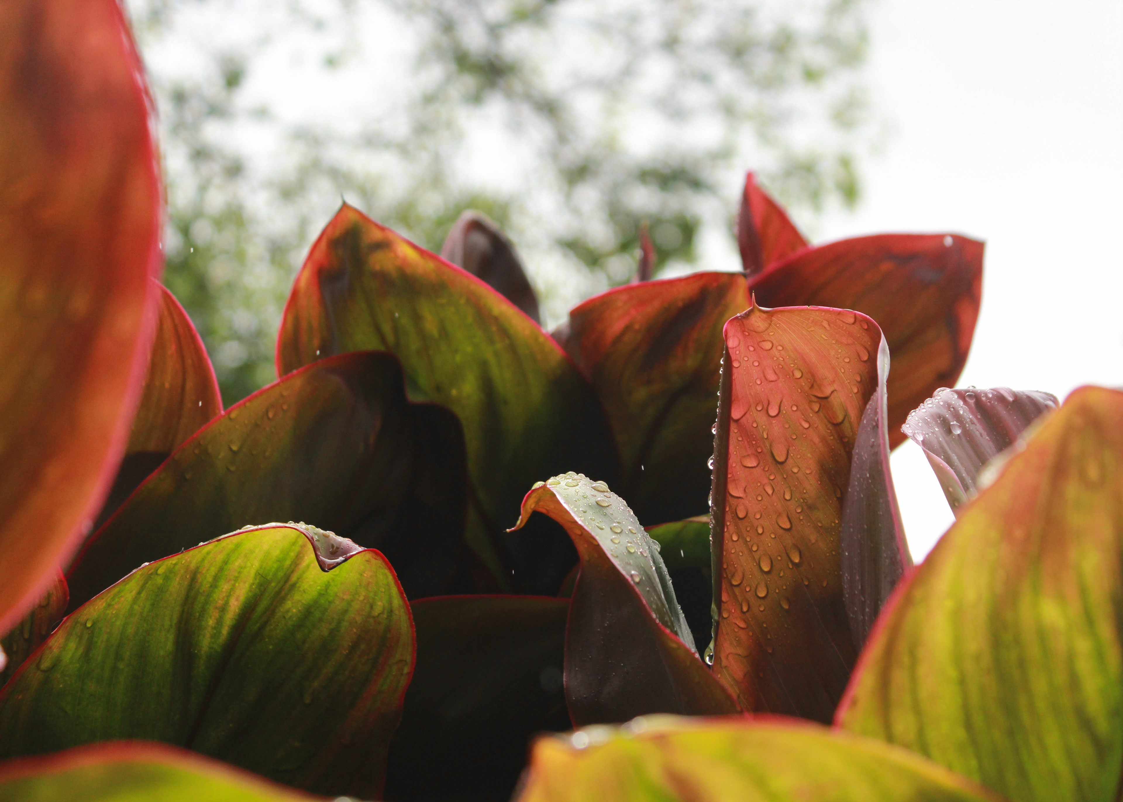 Raindrops gather on ti leaves.