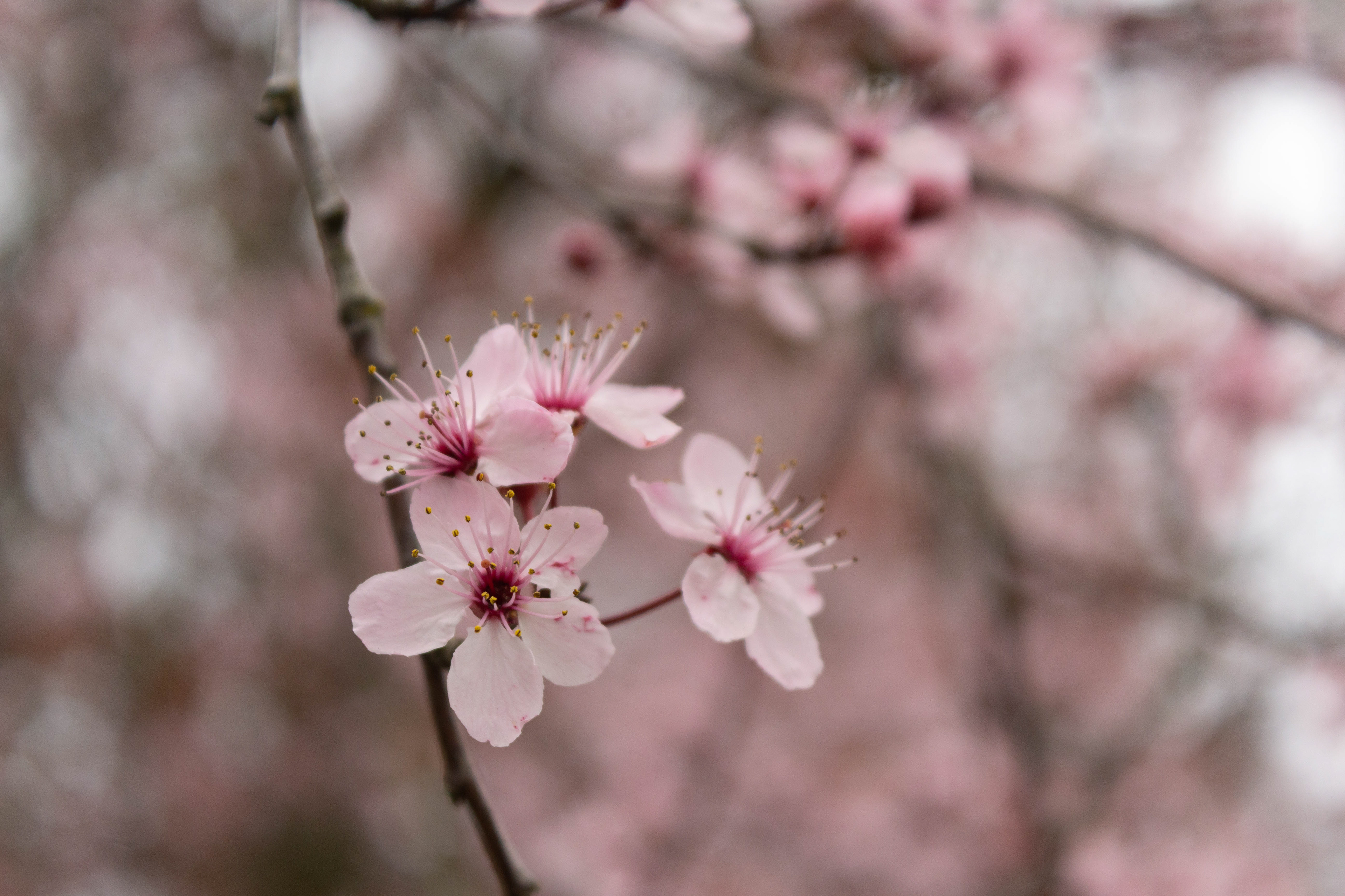 Cherry blossoms in Portland.