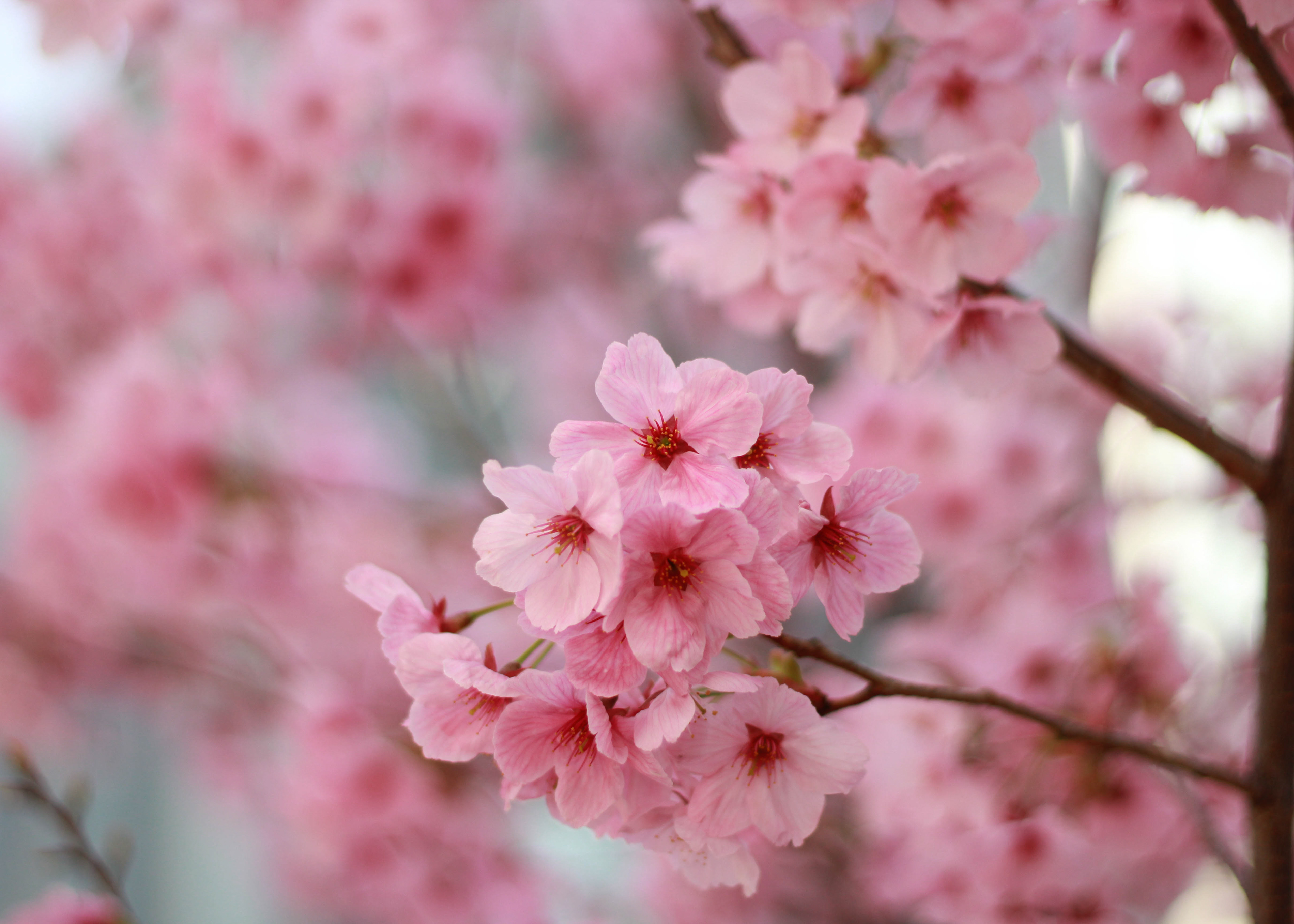 Cherry blossoms at the Shinjuku Gyoen National Garden in Tokyo.