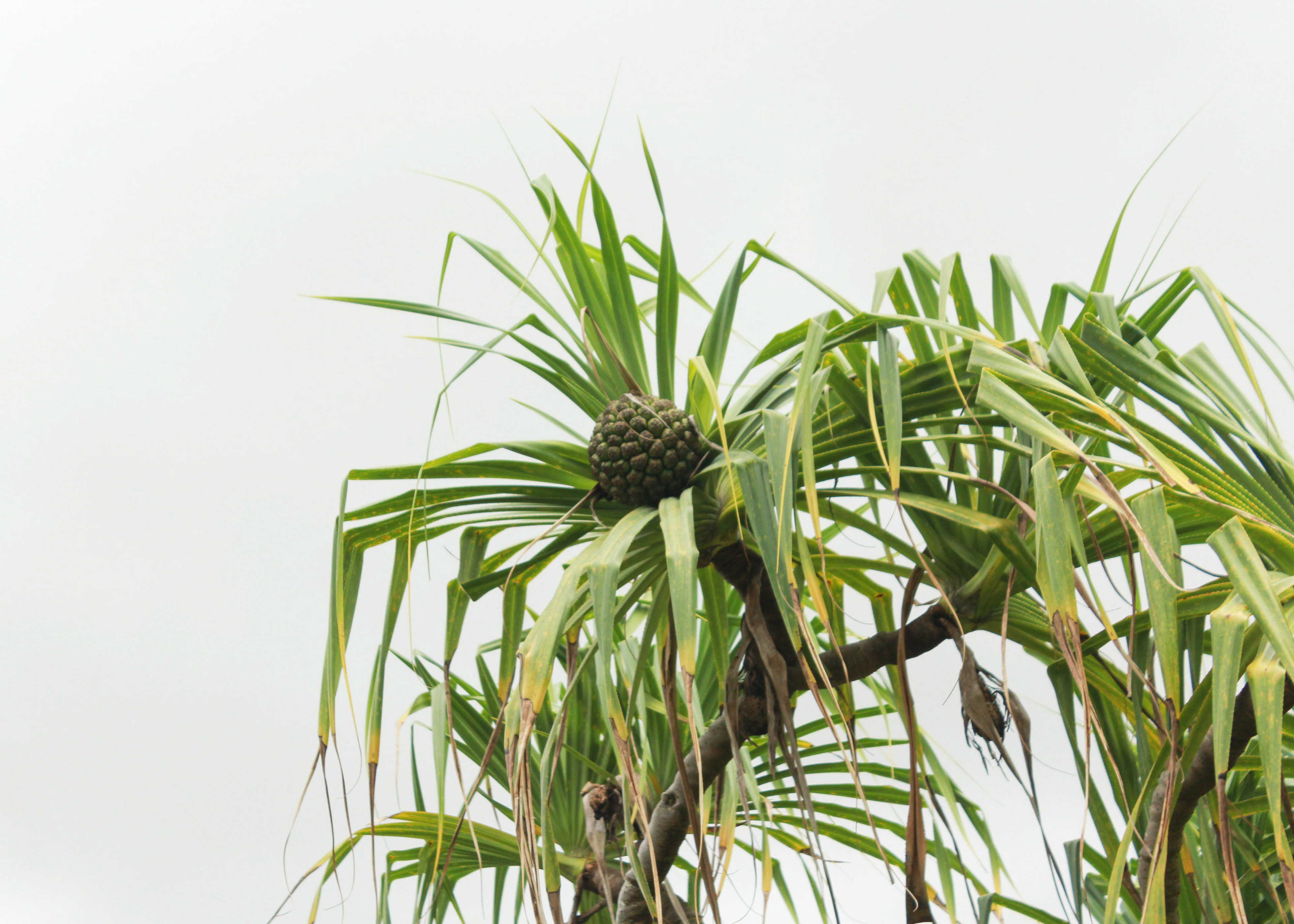The hala tree (Pandanus tectorius) has fruit that looks like a pineapple.