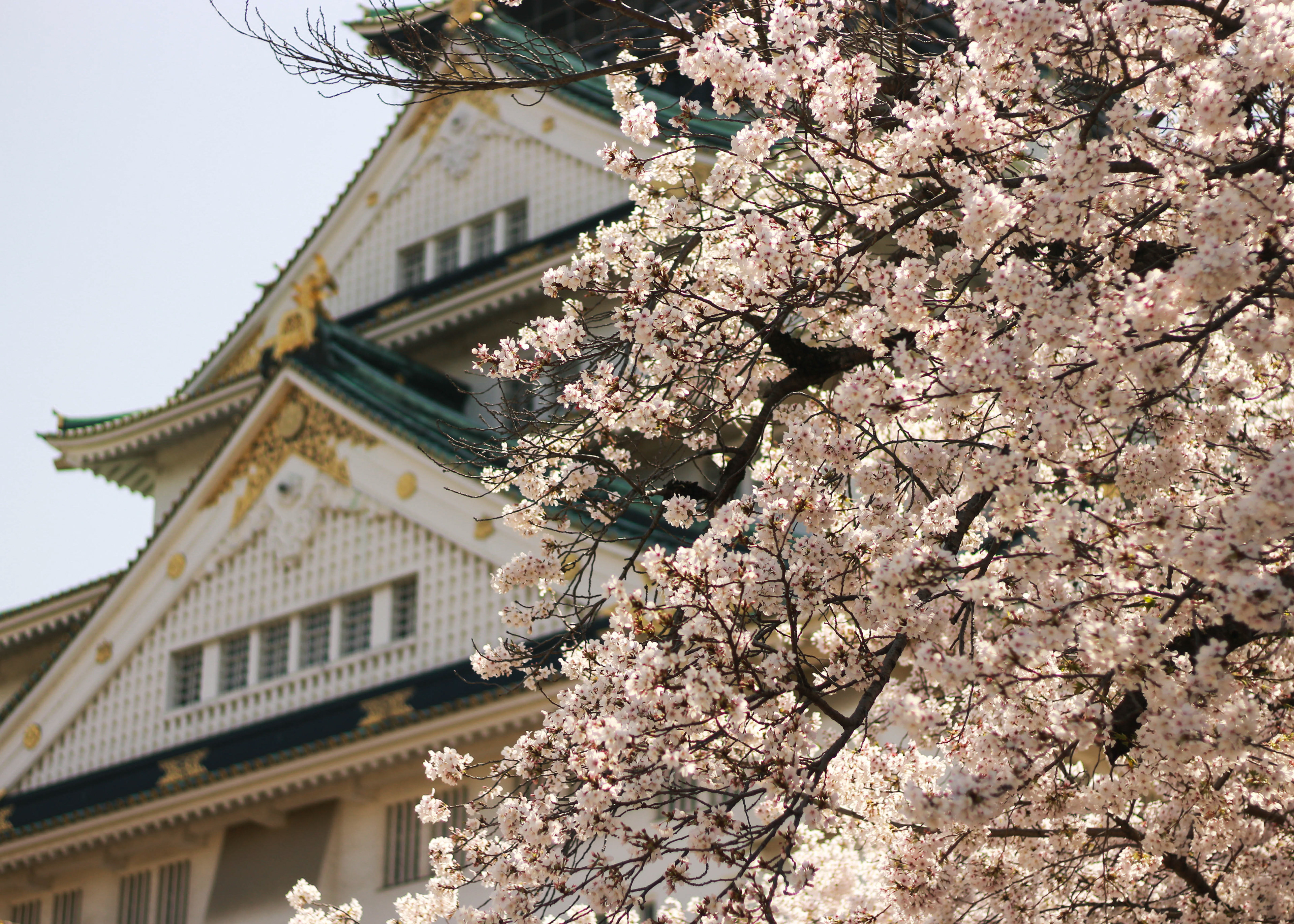 A cherry blossom tree in bloom by Osaka Castle..