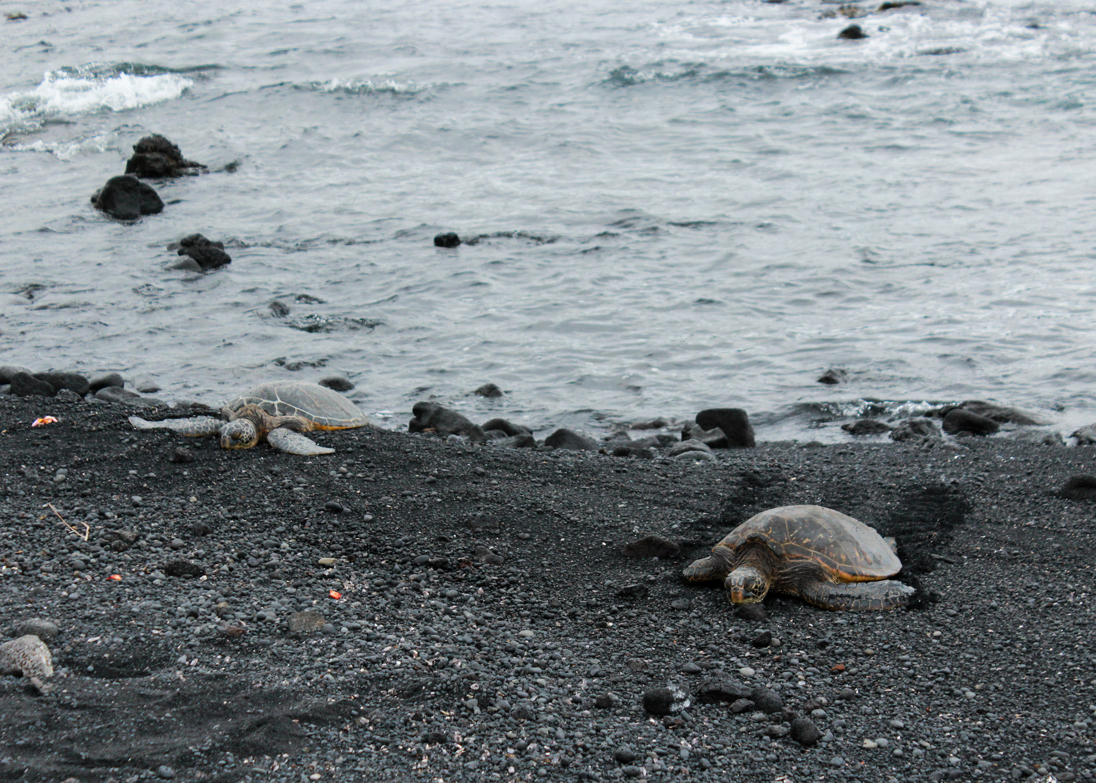 Two Hawaiian Green Sea Turtles rest on the beach.