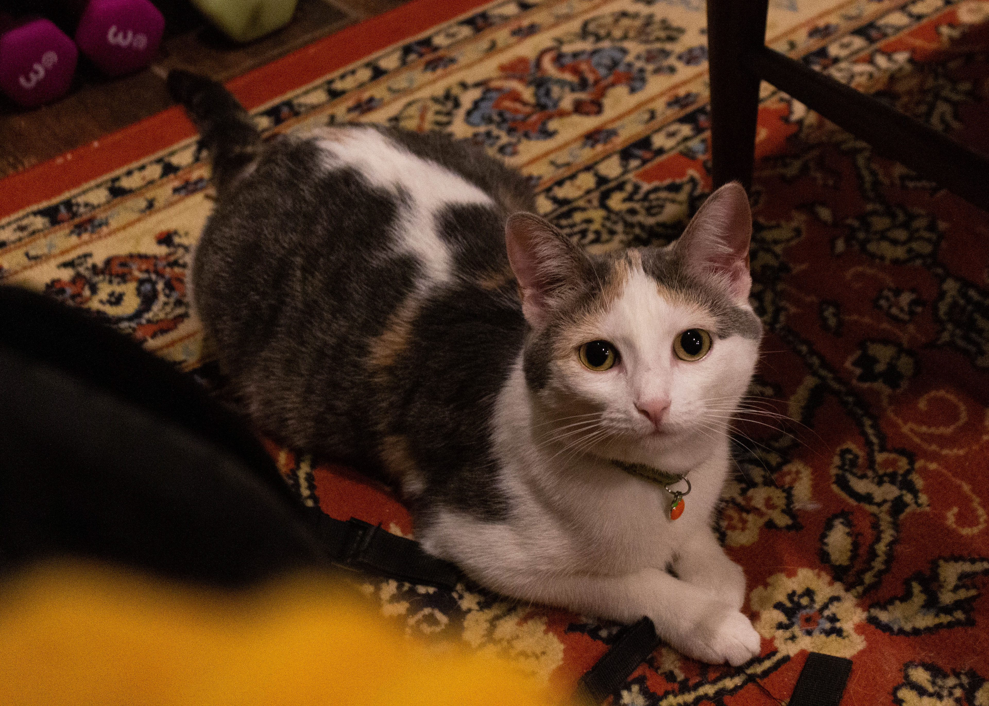 Clementine