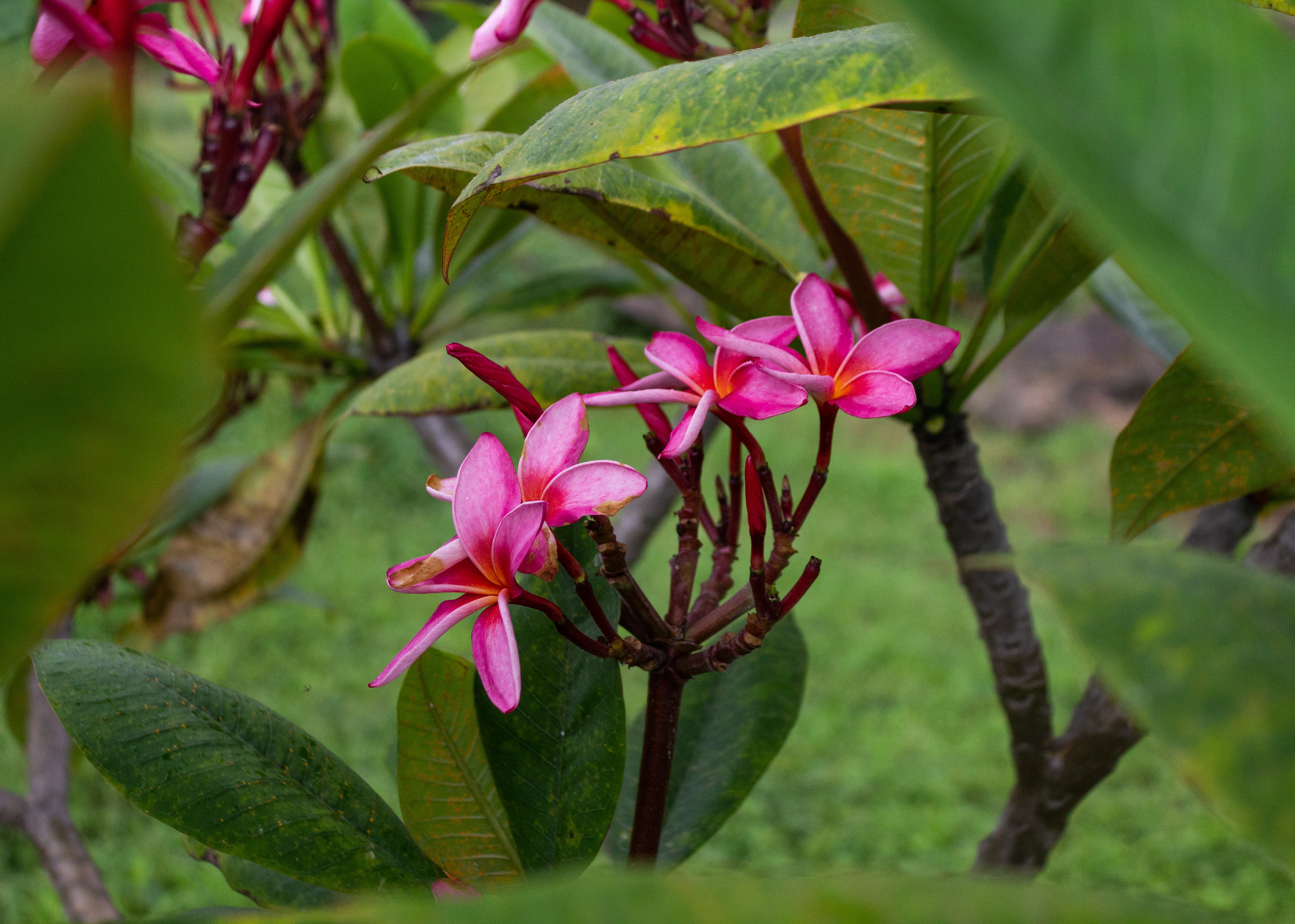 A cluster of pink plumeria flowers.
