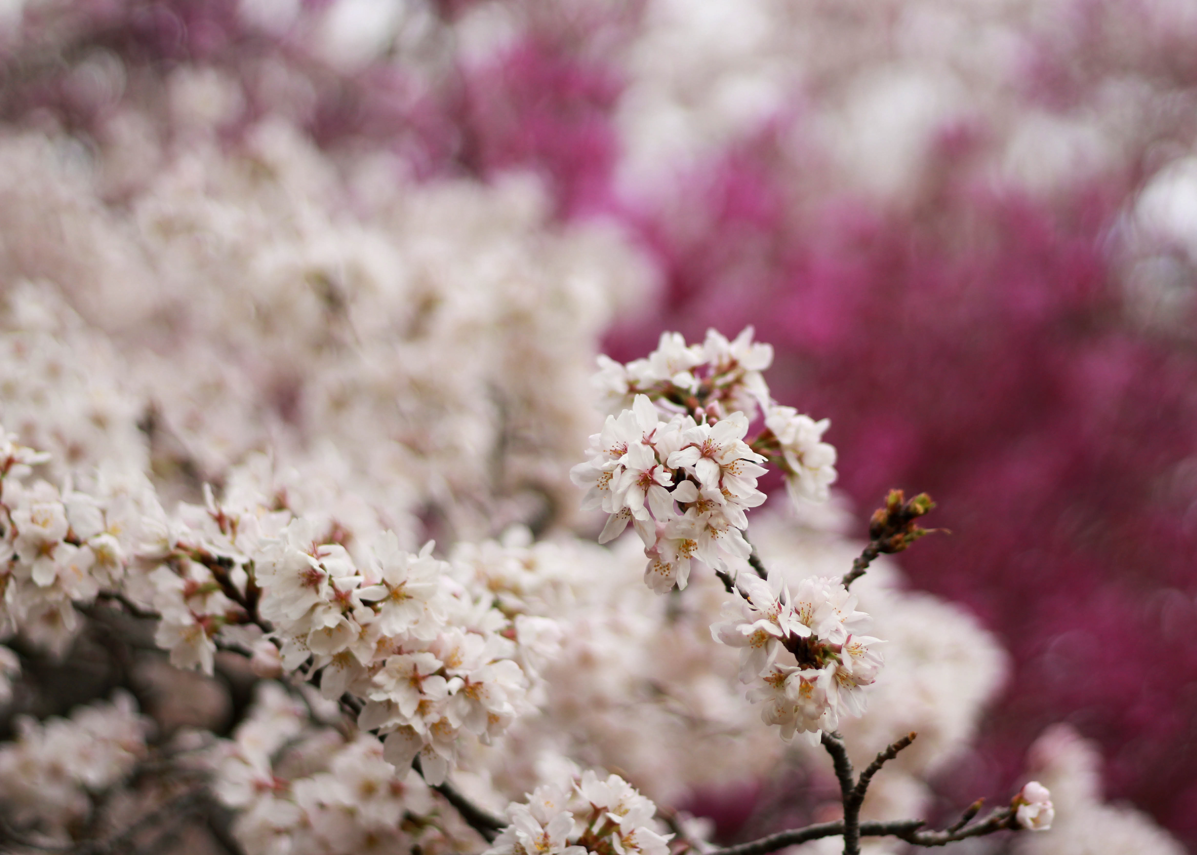 Cherry blossoms of different colors bloom.
